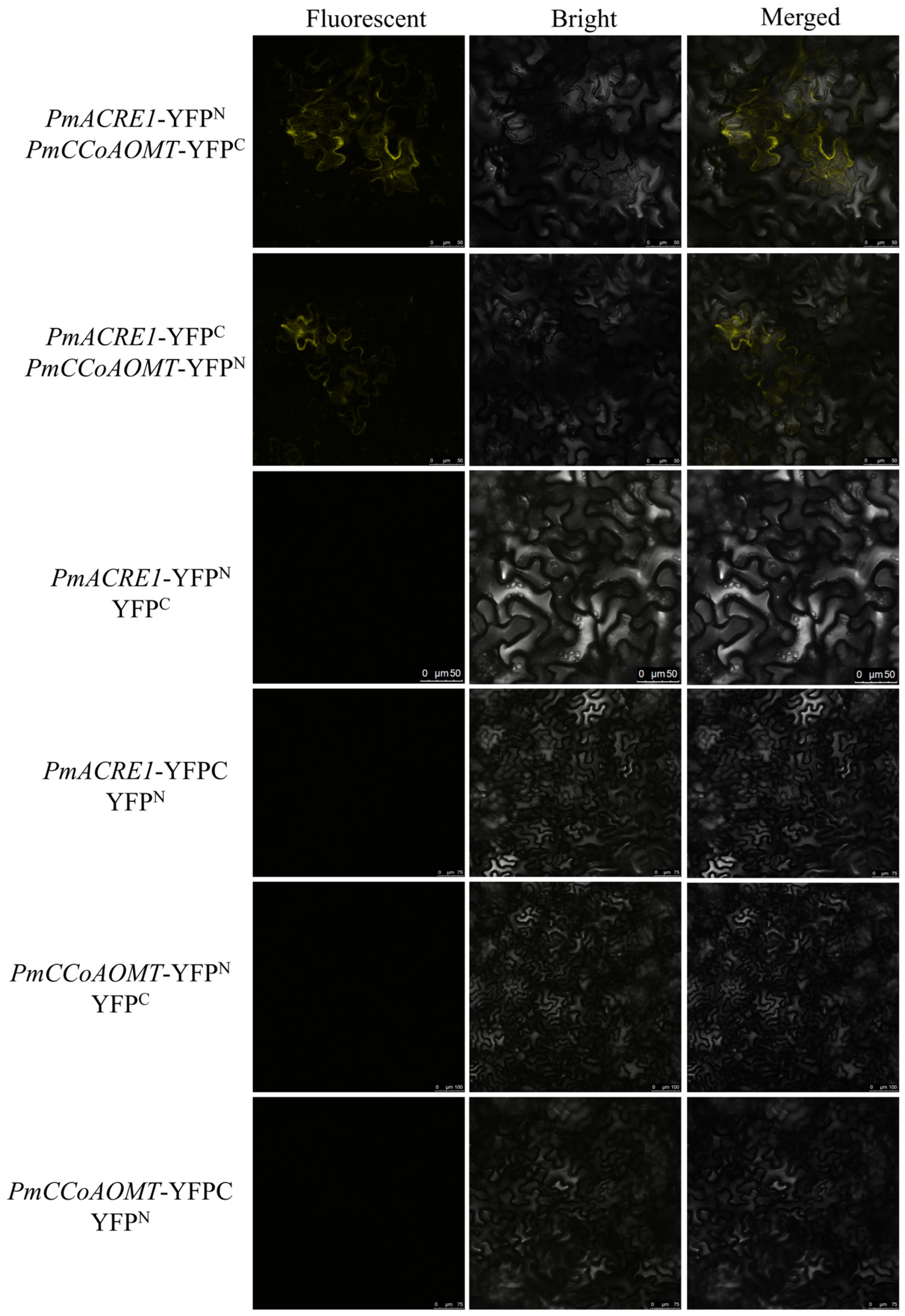 Plants 13 02672 g005