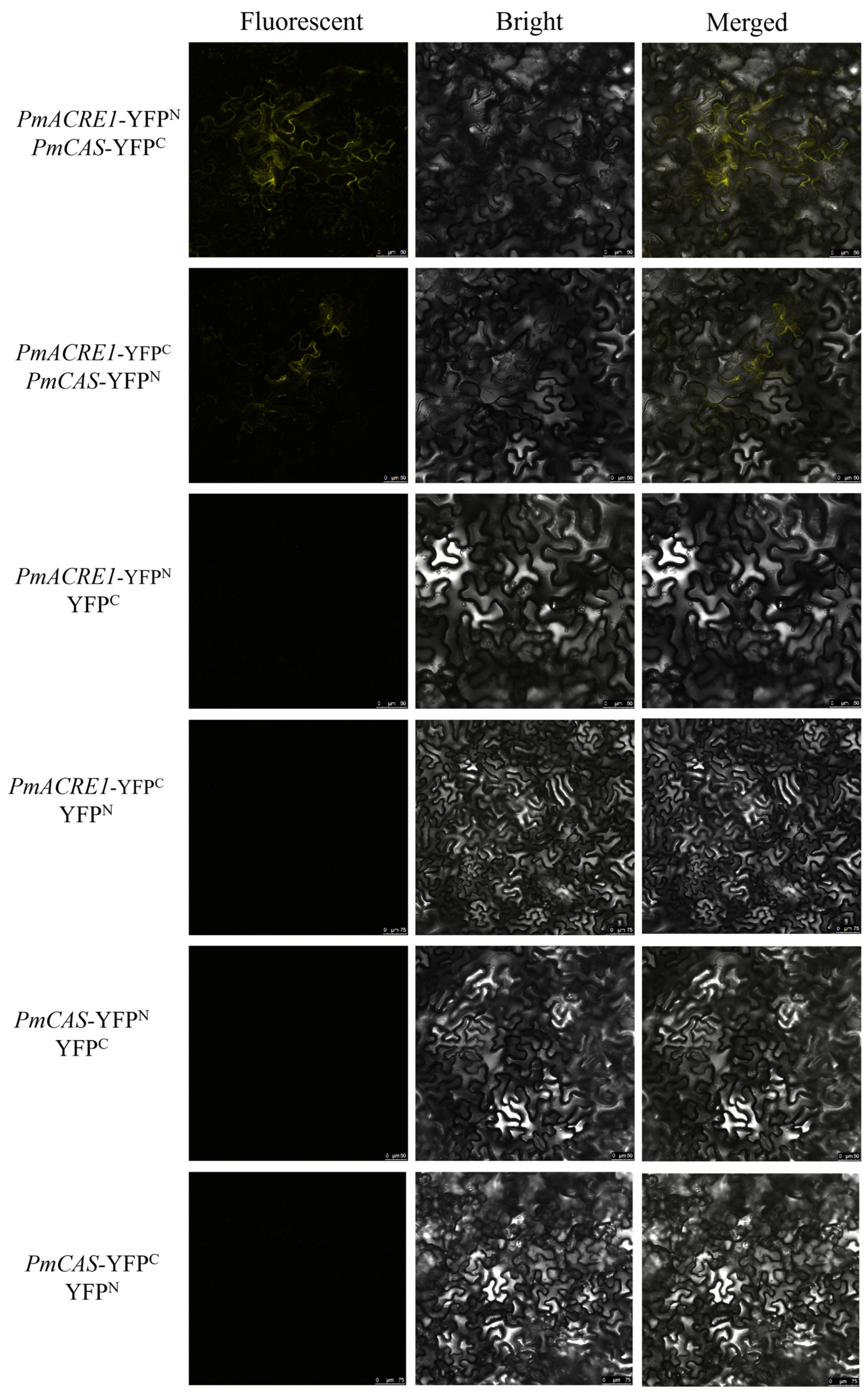 Plants 13 02672 g006