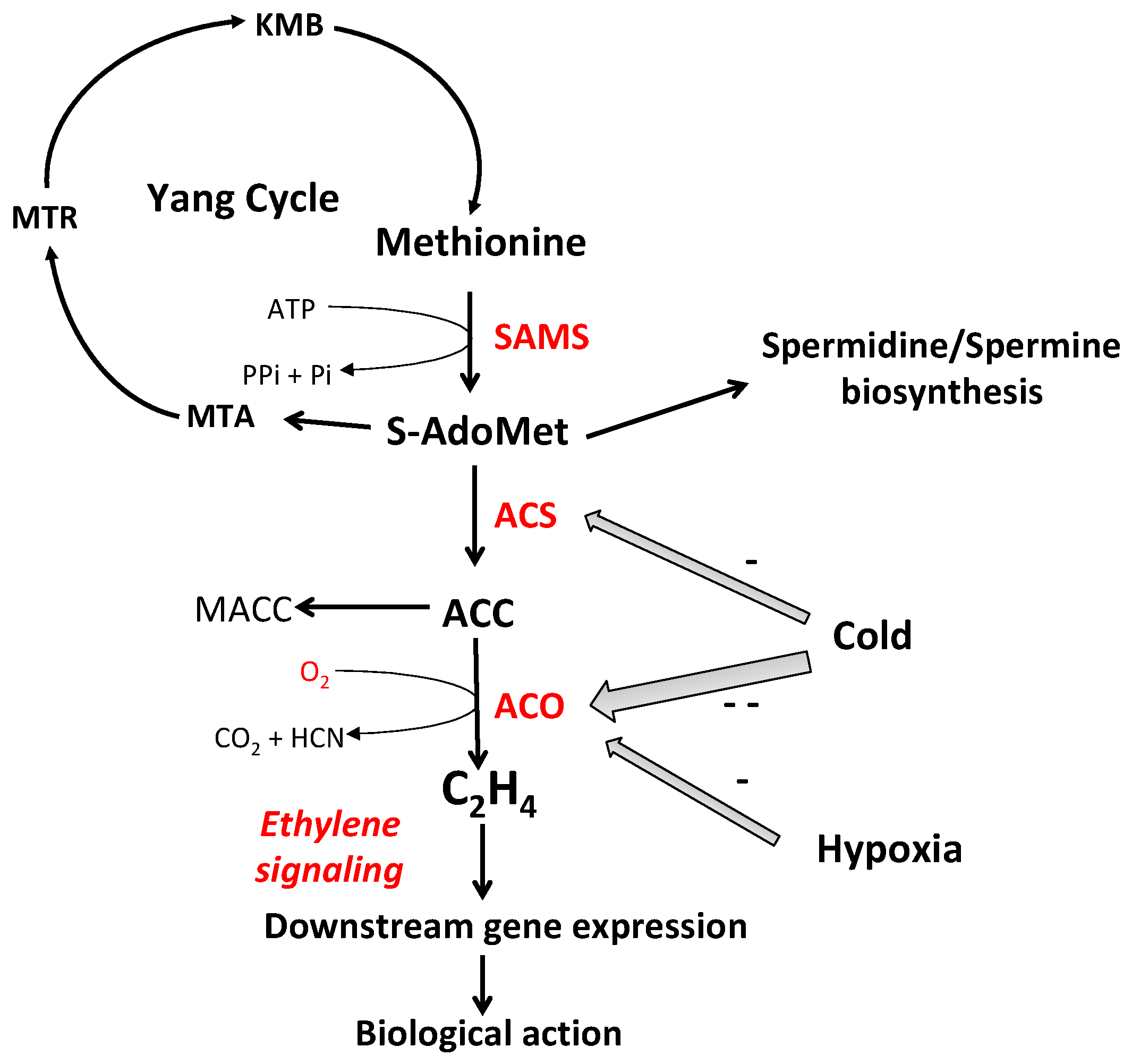 Plants 13 02674 g001