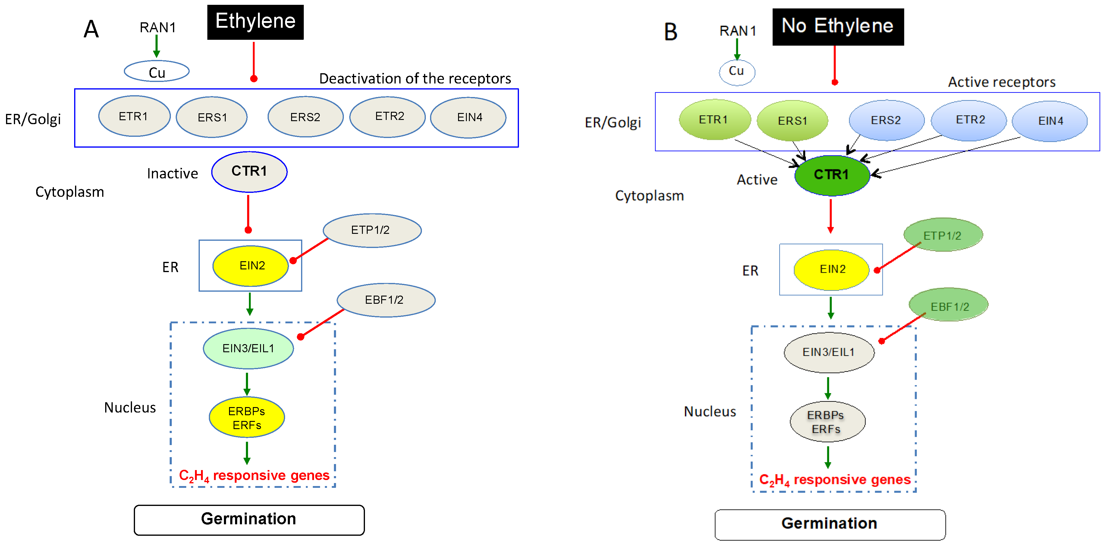Plants 13 02674 g002