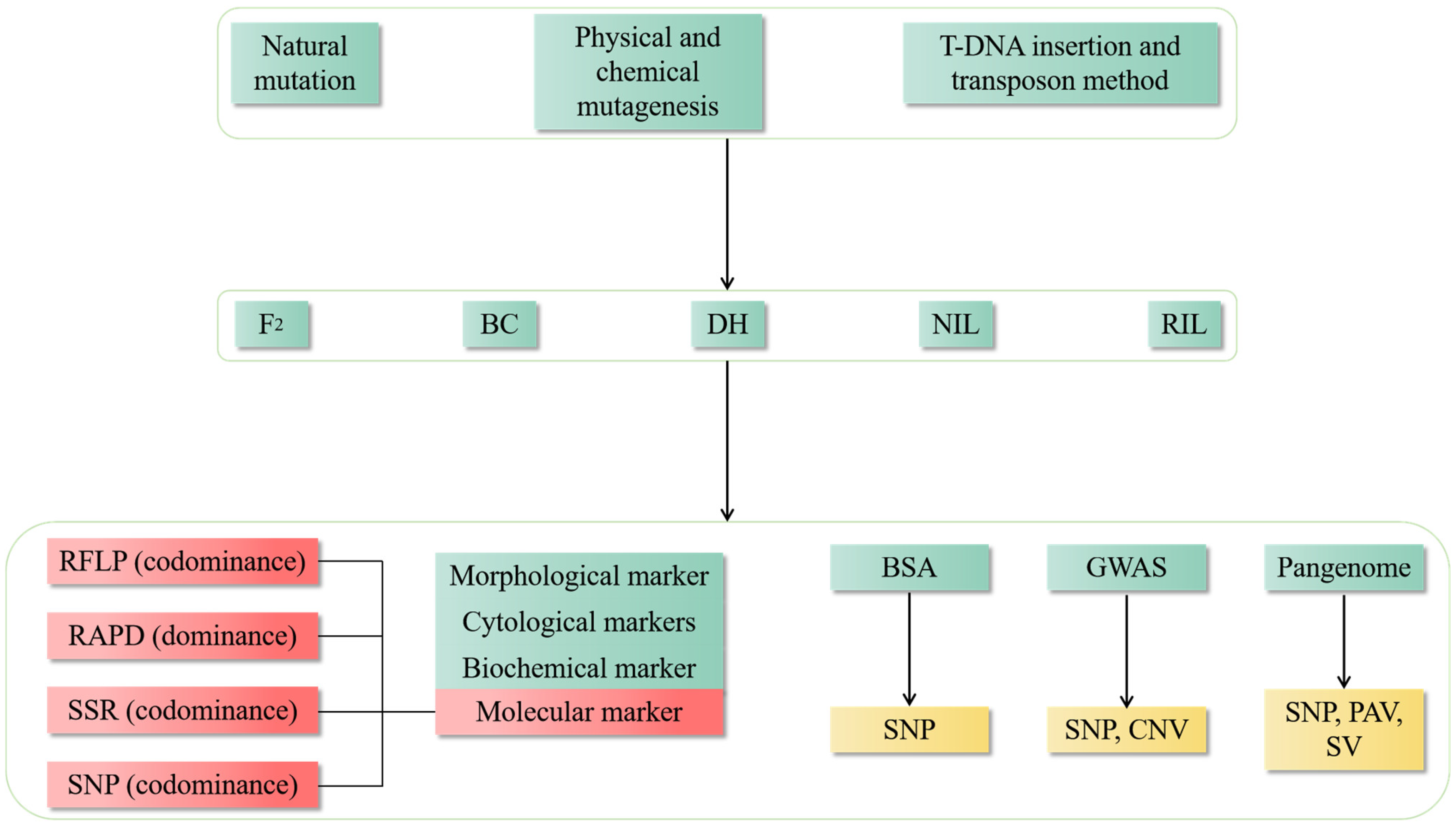 Plants 13 02676 g003 Plants 13 02676 g003