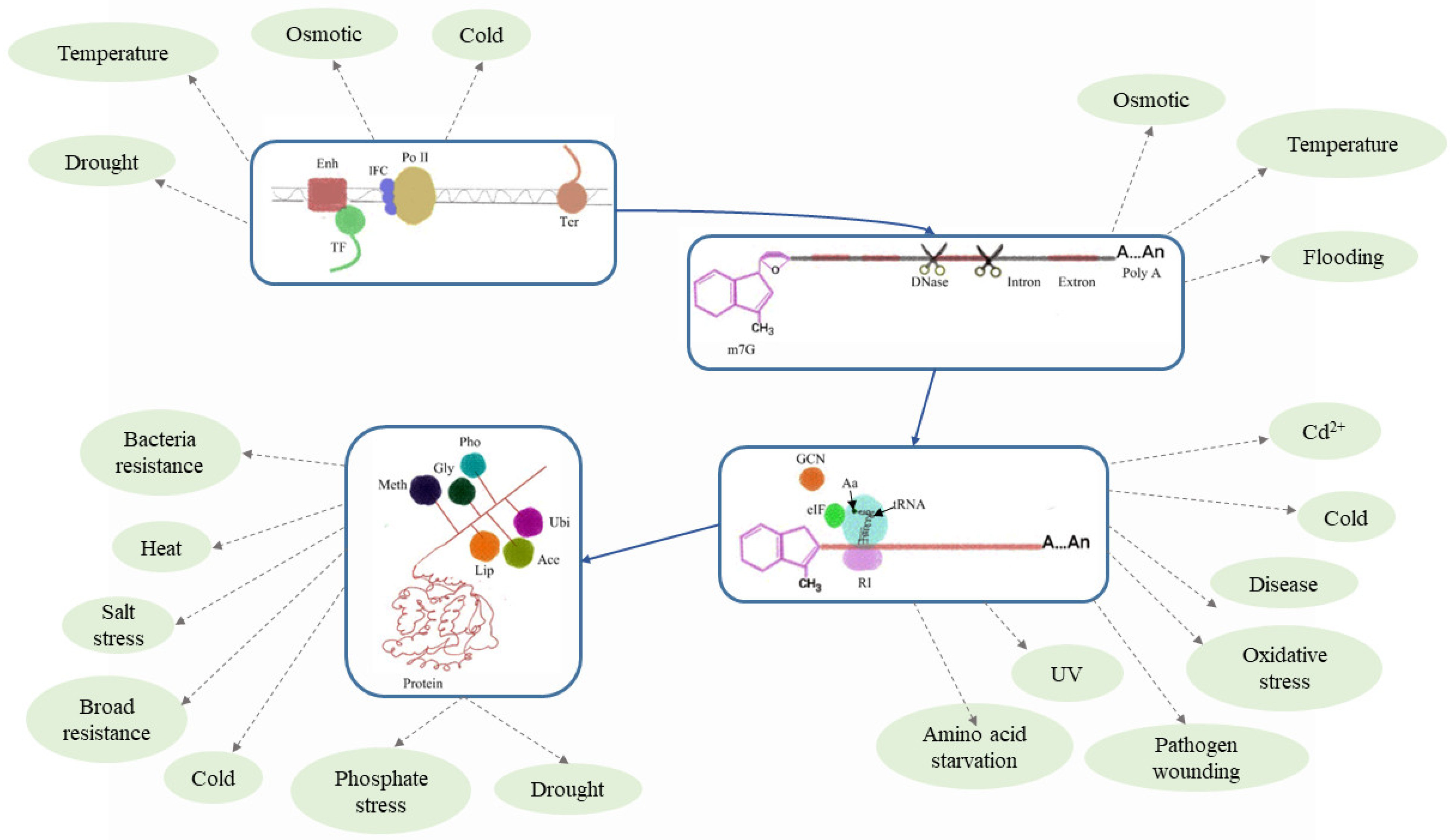 Plants 13 02676 g004 Plants 13 02676 g004