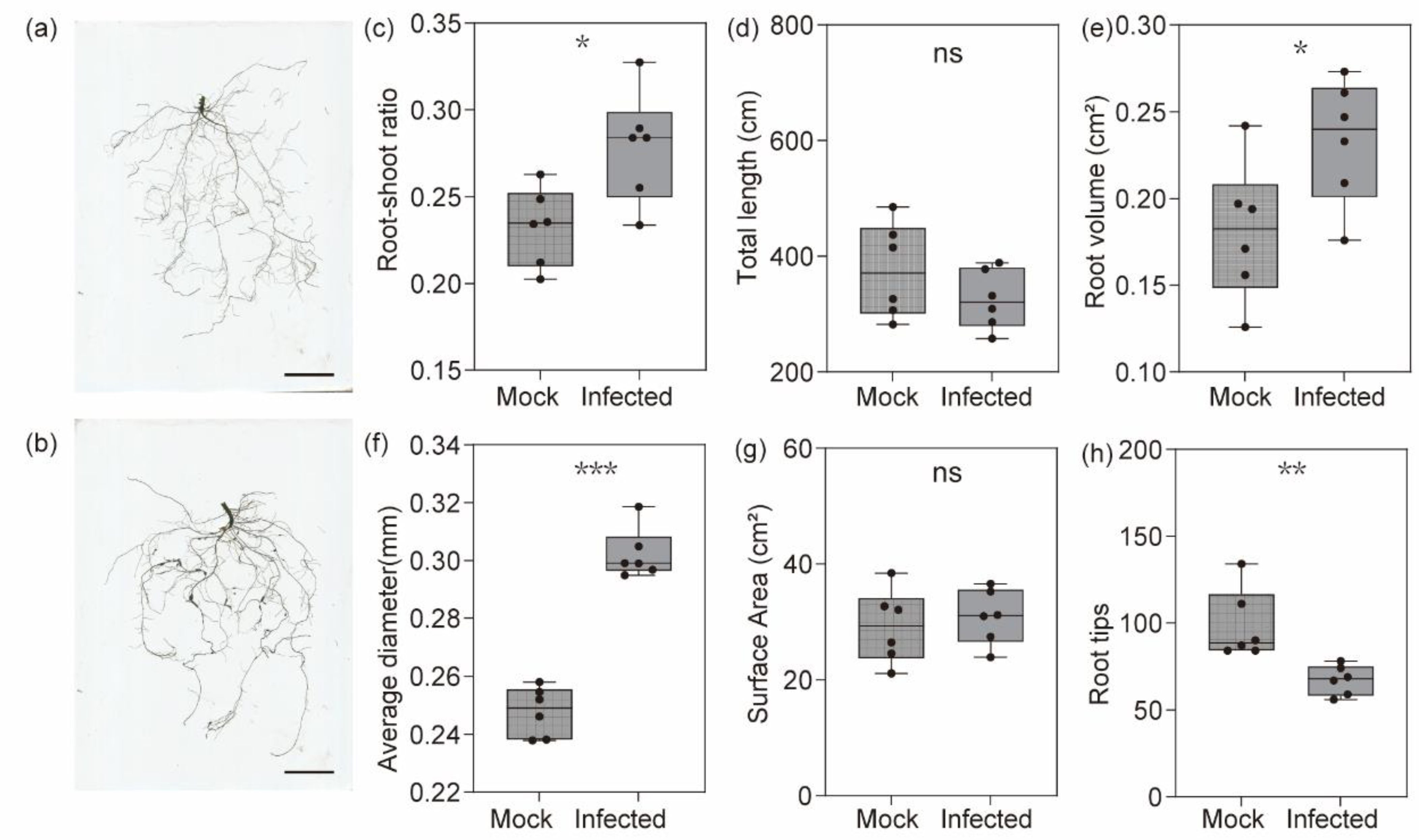Plants 13 02679 g001