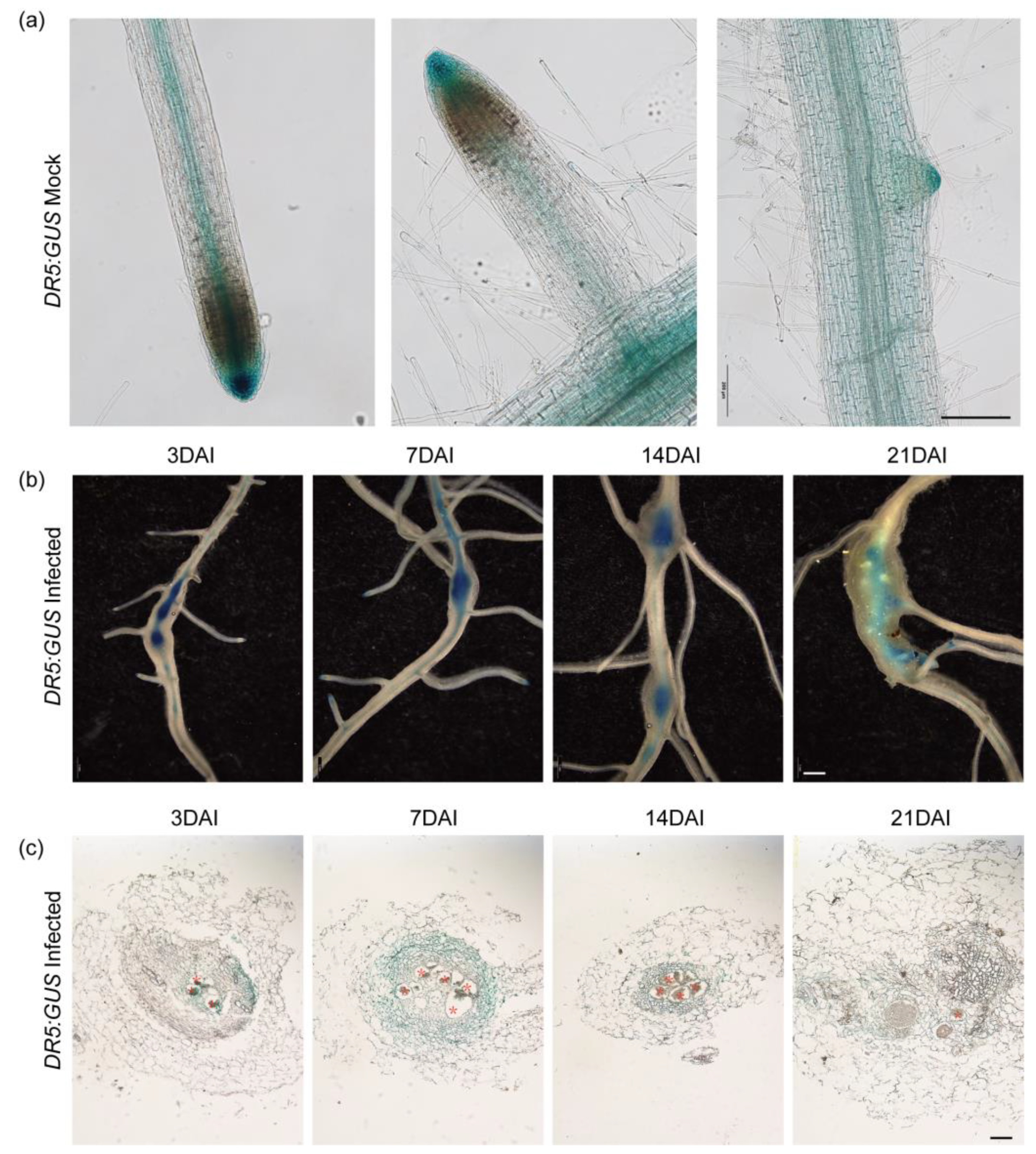 Plants 13 02679 g003