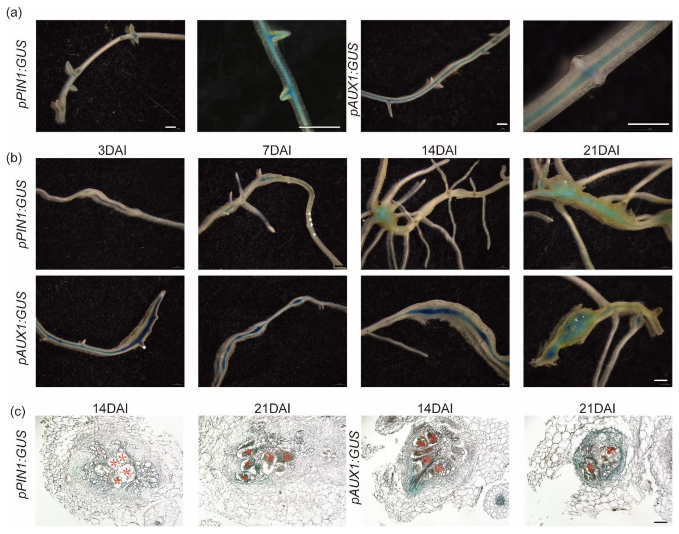 Plants 13 02679 g004