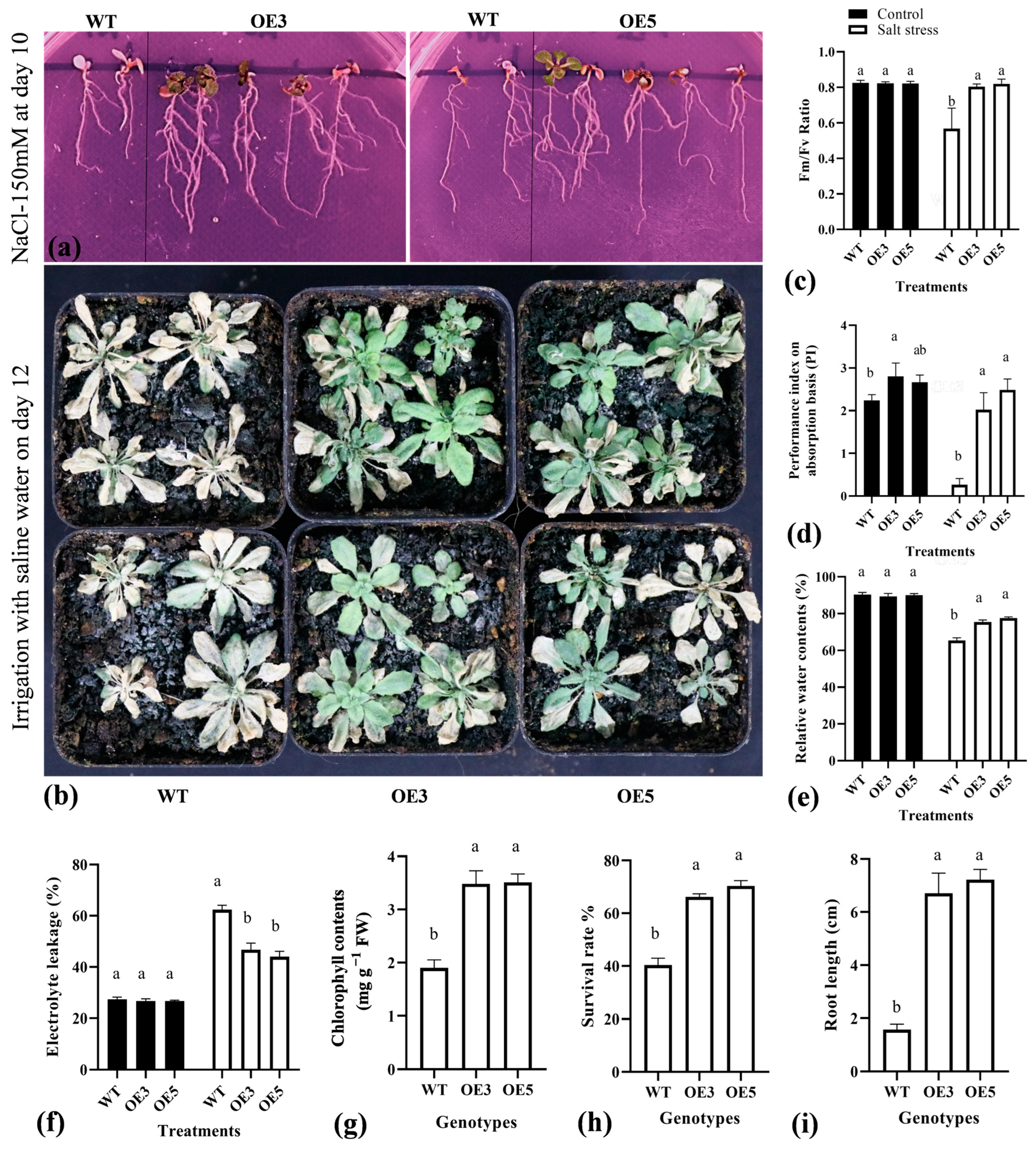 Plants 13 02684 g006