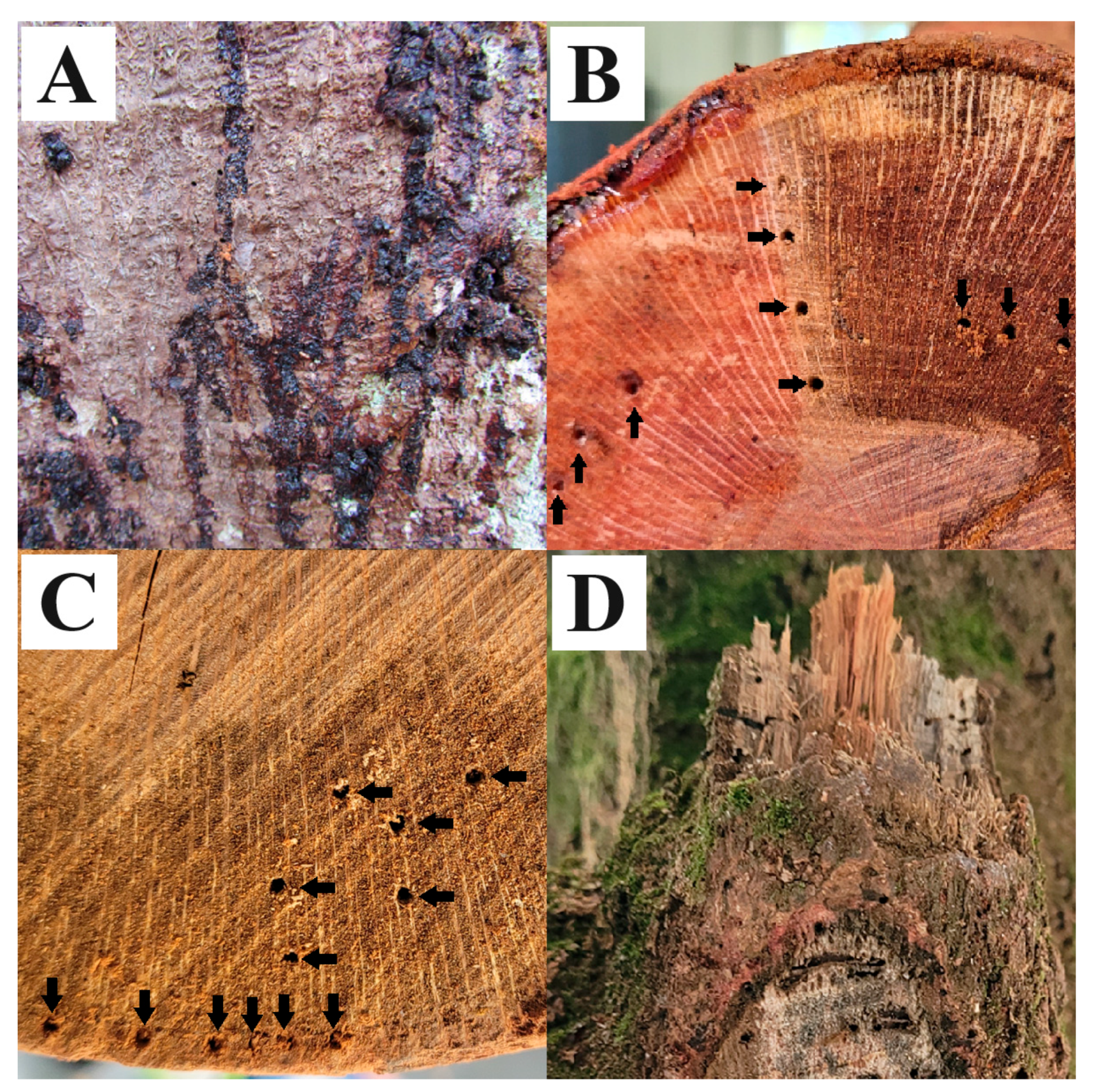 Plants 13 02687 g001 Plants 13 02687 g001