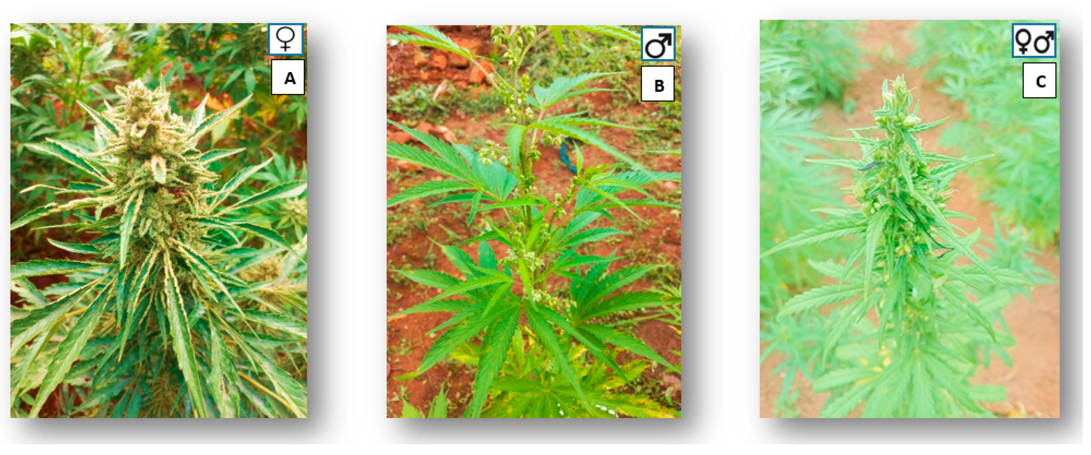 Plants 13 02695 g002