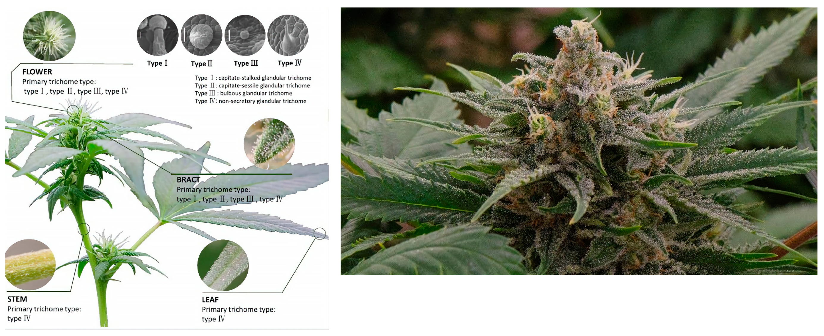 Plants 13 02695 g004