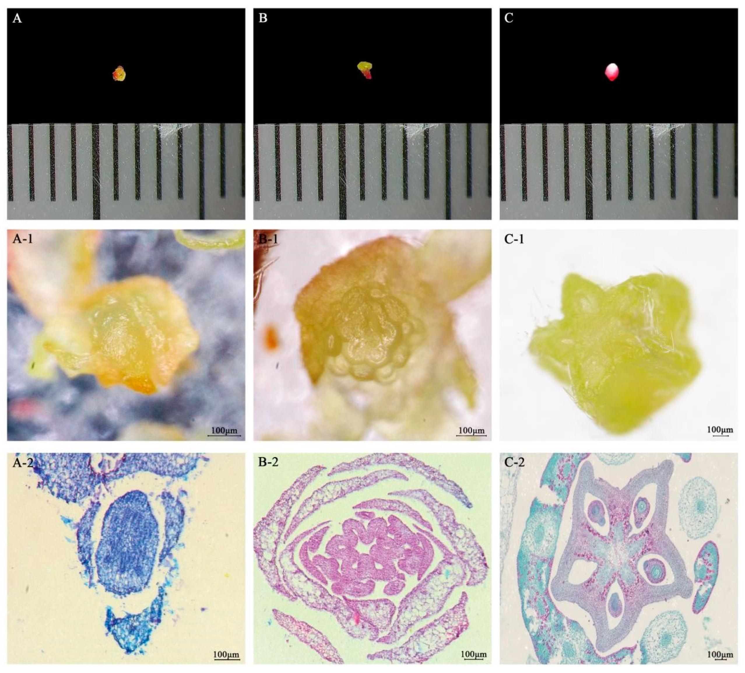 Plants 13 02696 g001