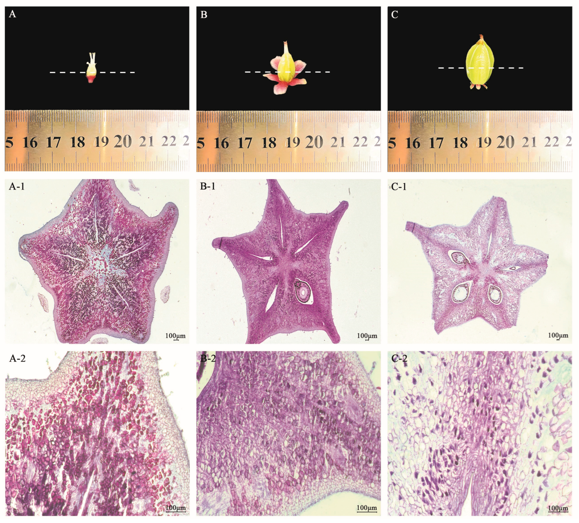 Plants 13 02696 g002a