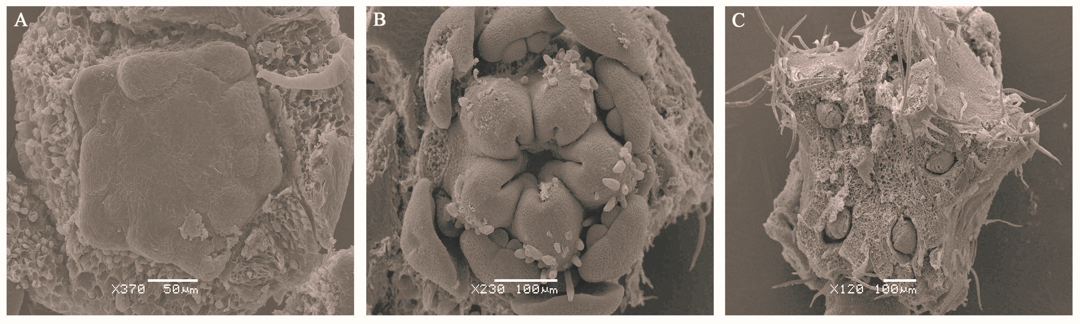 Plants 13 02696 g004