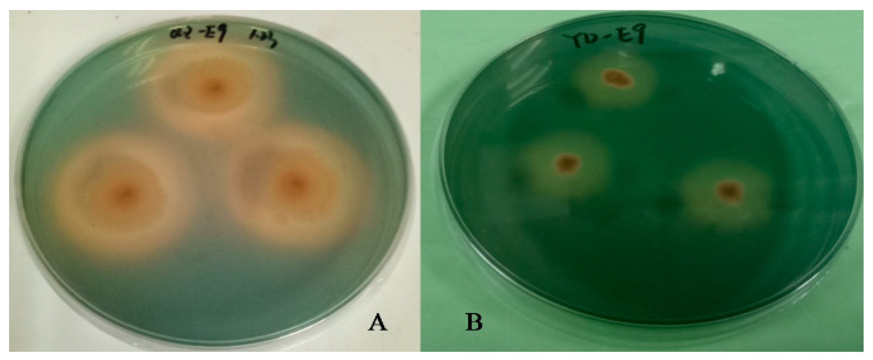 Plants 13 02703 g002