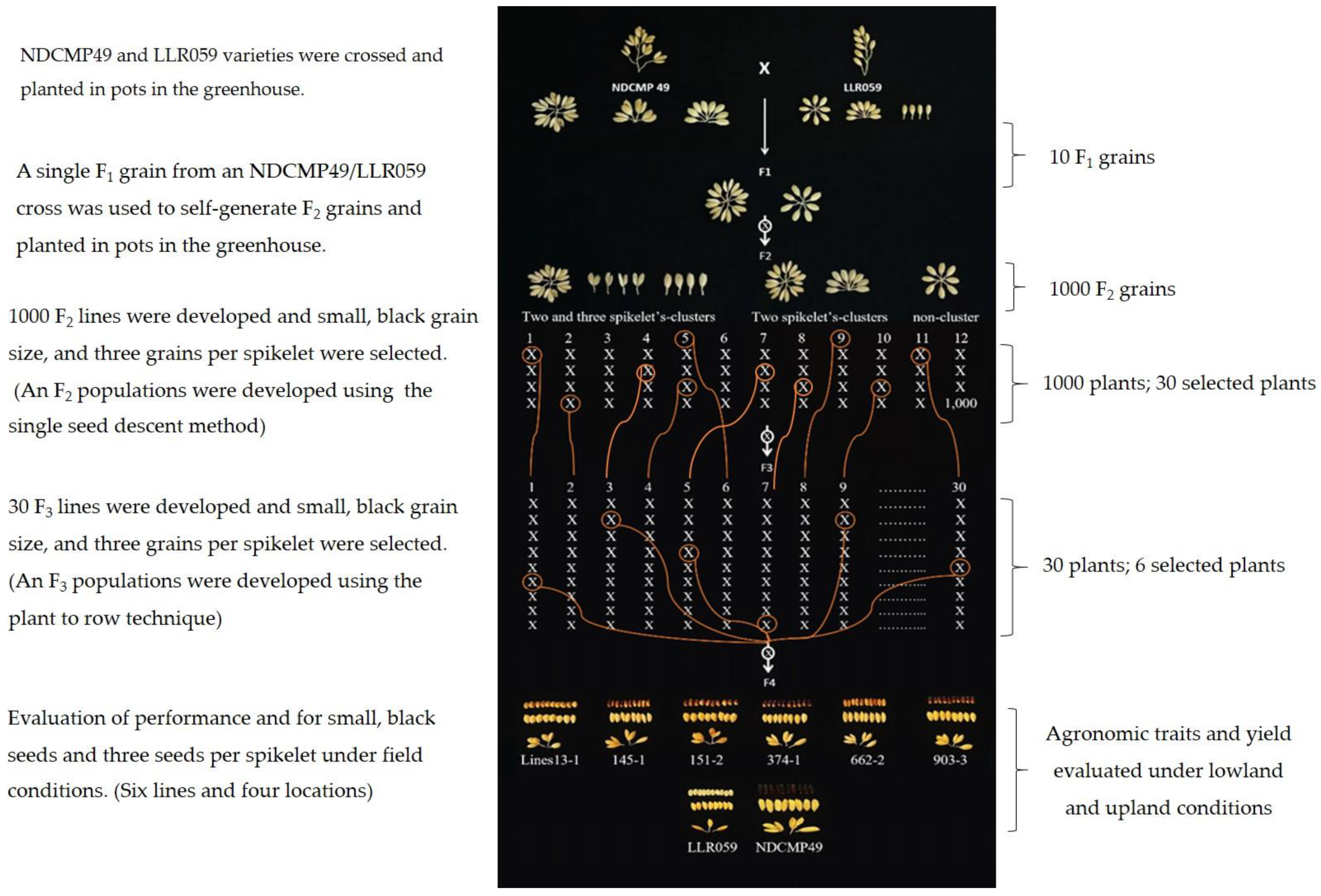 Plants 13 02713 g003