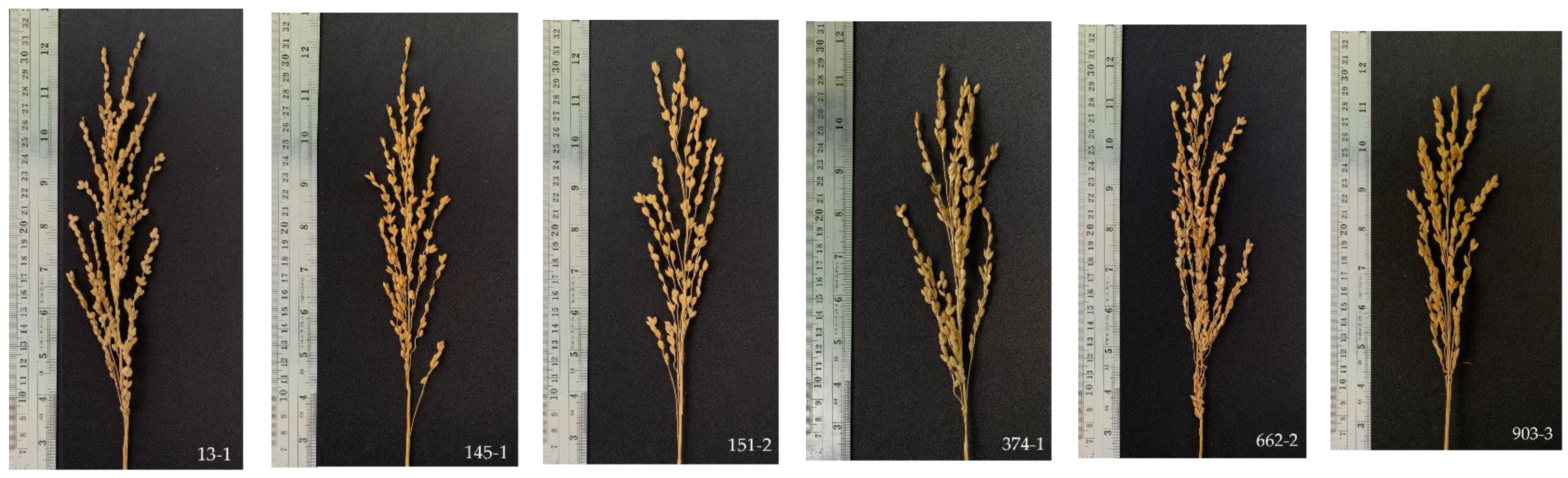 Plants 13 02713 g004