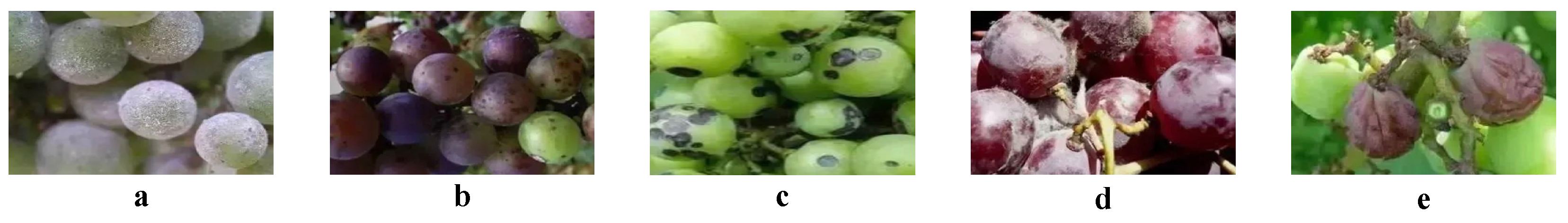 Plants 13 02720 g001