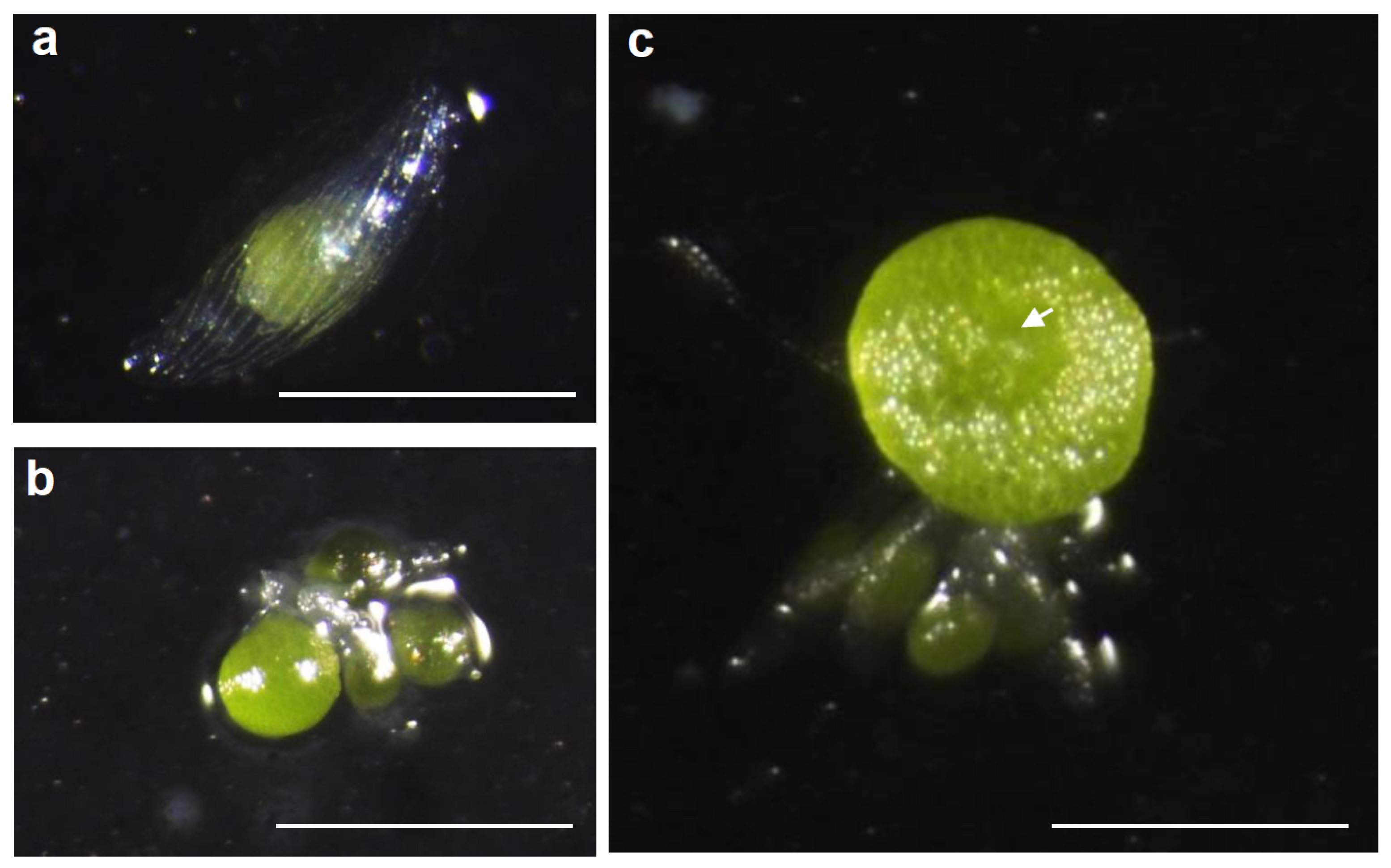 Plants 13 02721 g002 Plants 13 02721 g002