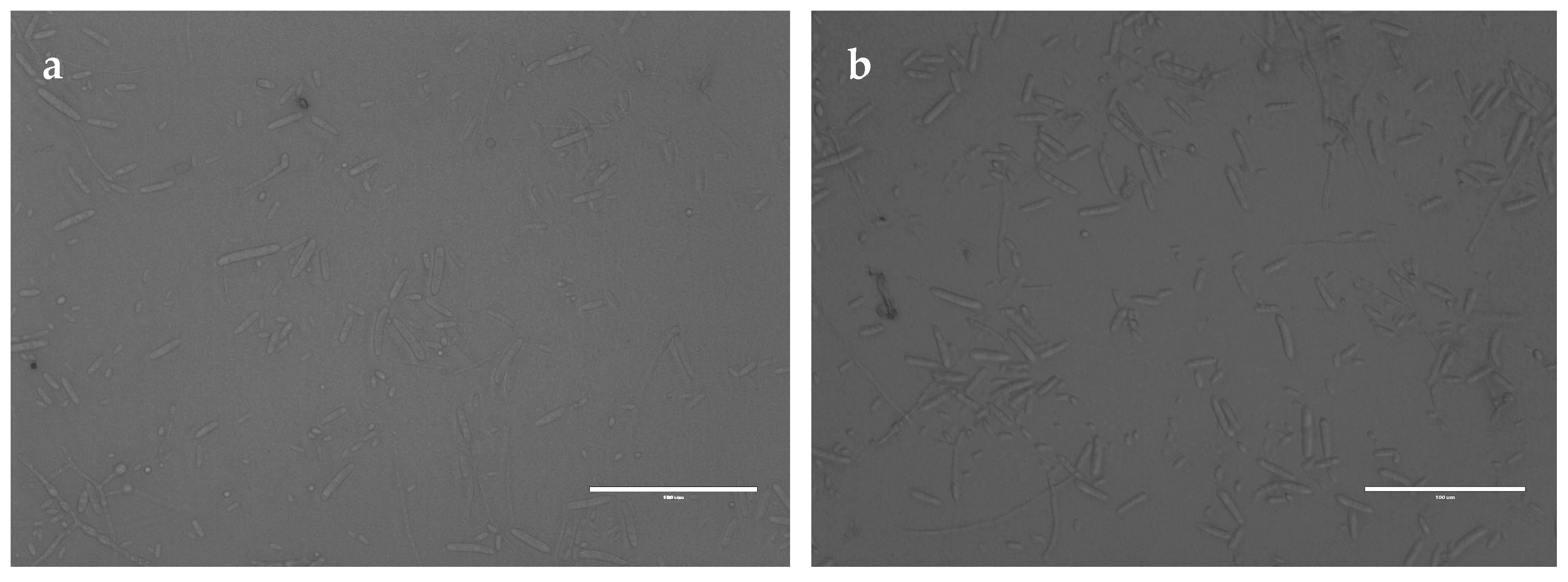 Plants 13 02731 g012