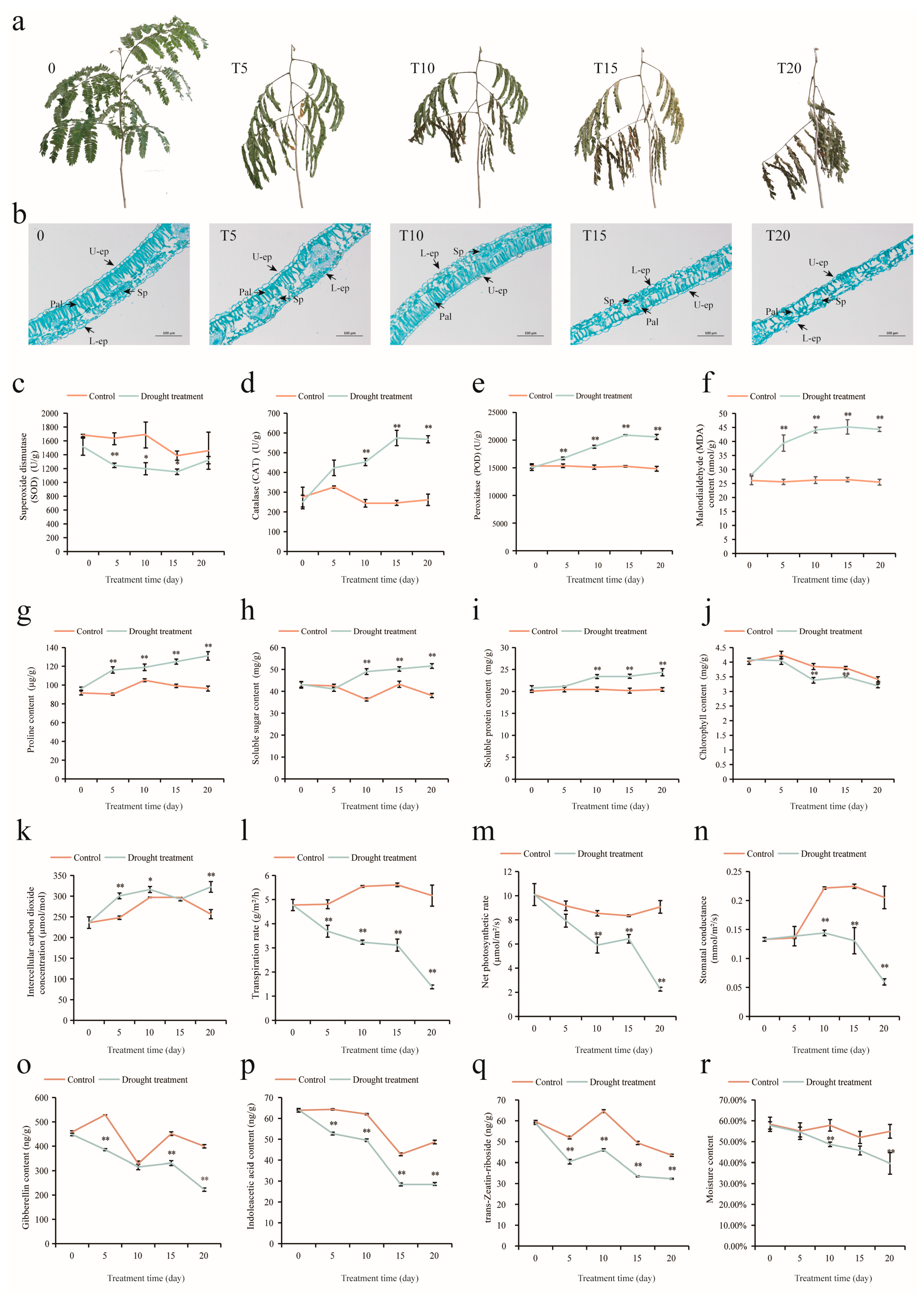 Plants 13 02732 g001