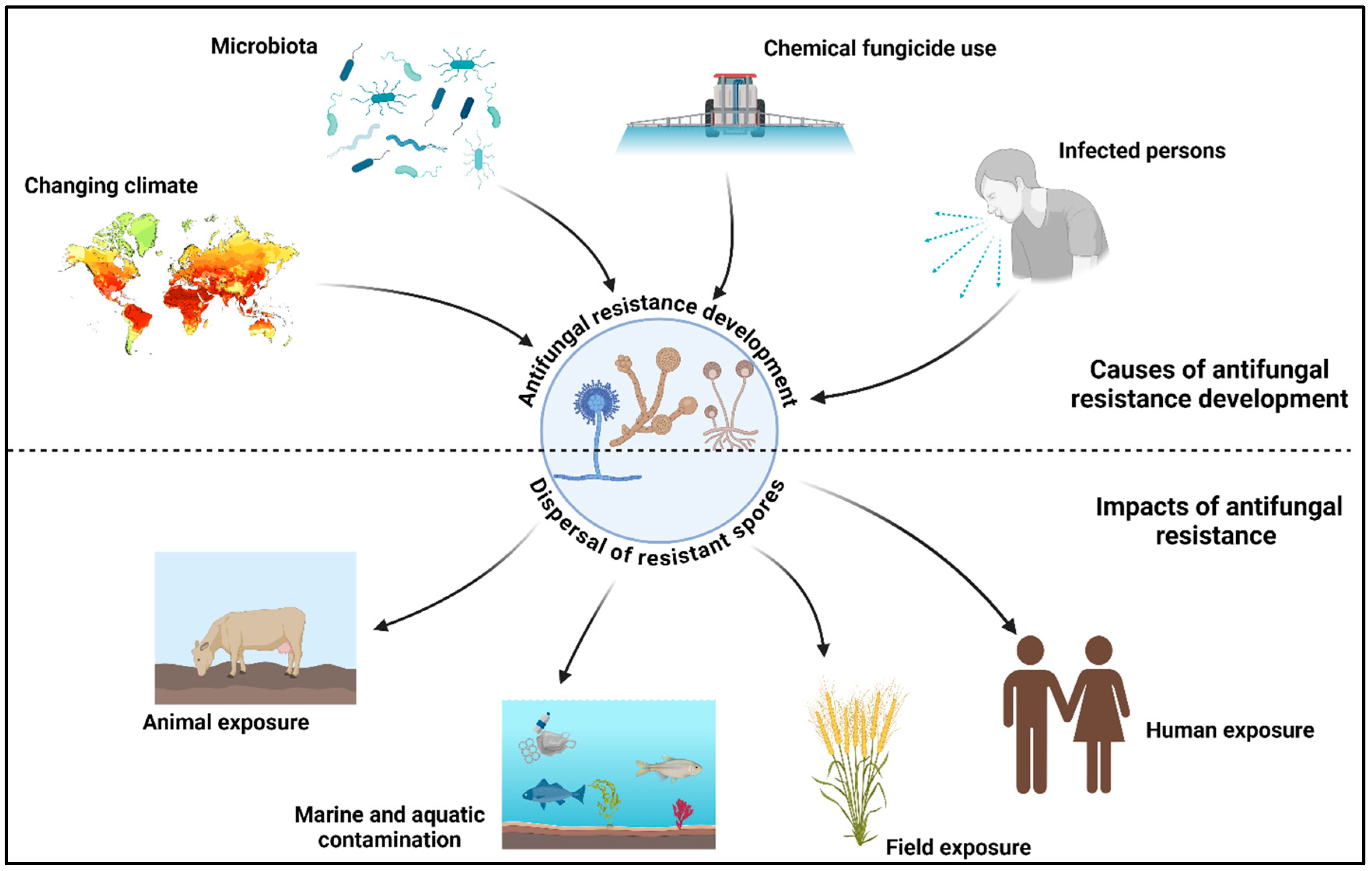 Plants 13 02737 g001