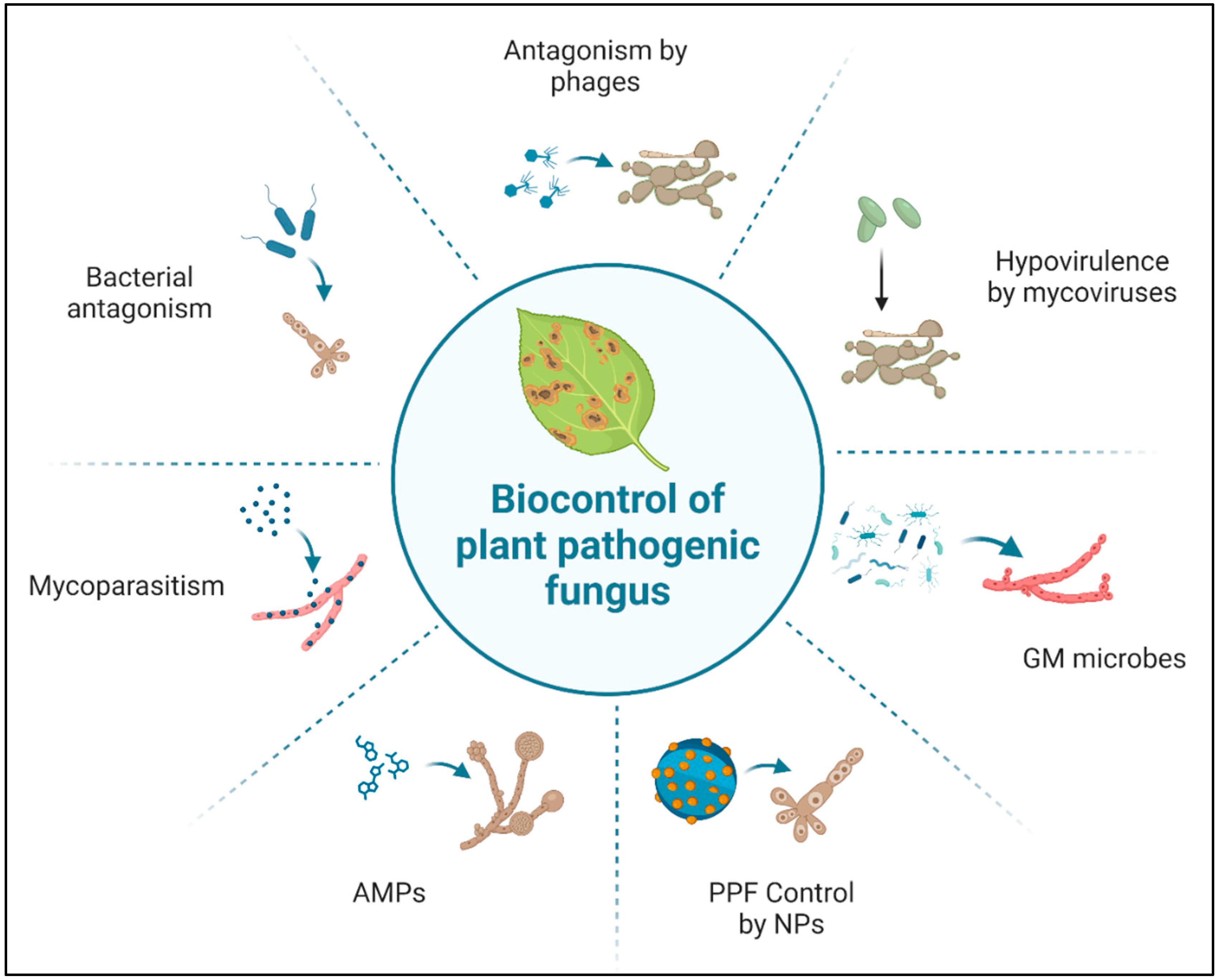 Plants 13 02737 g002