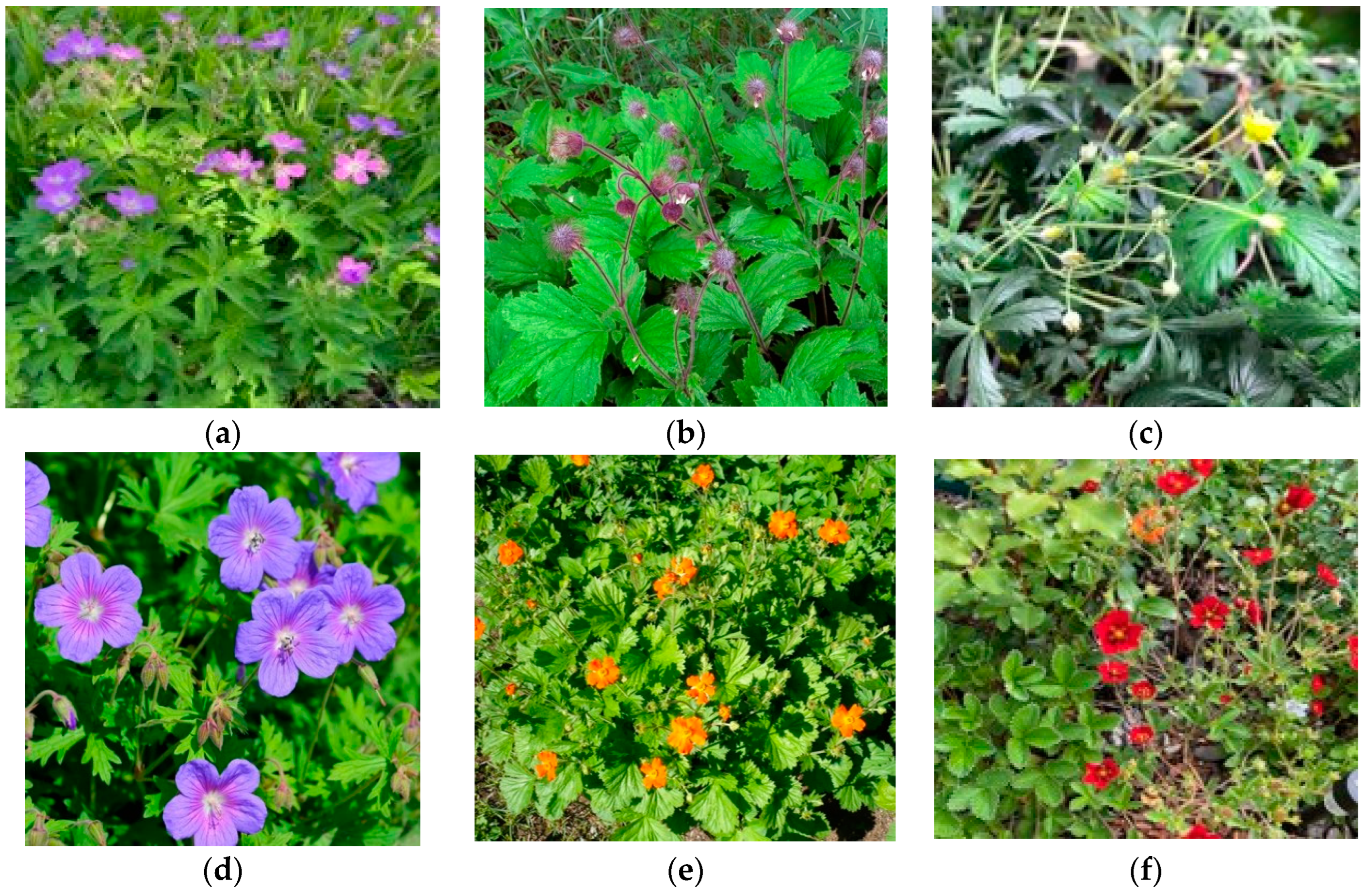 Plants 13 02742 g003