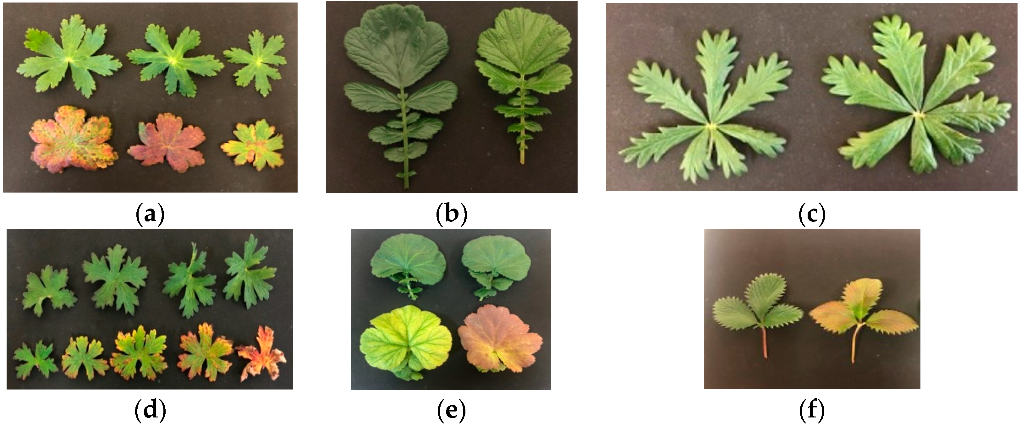 Plants 13 02742 g005