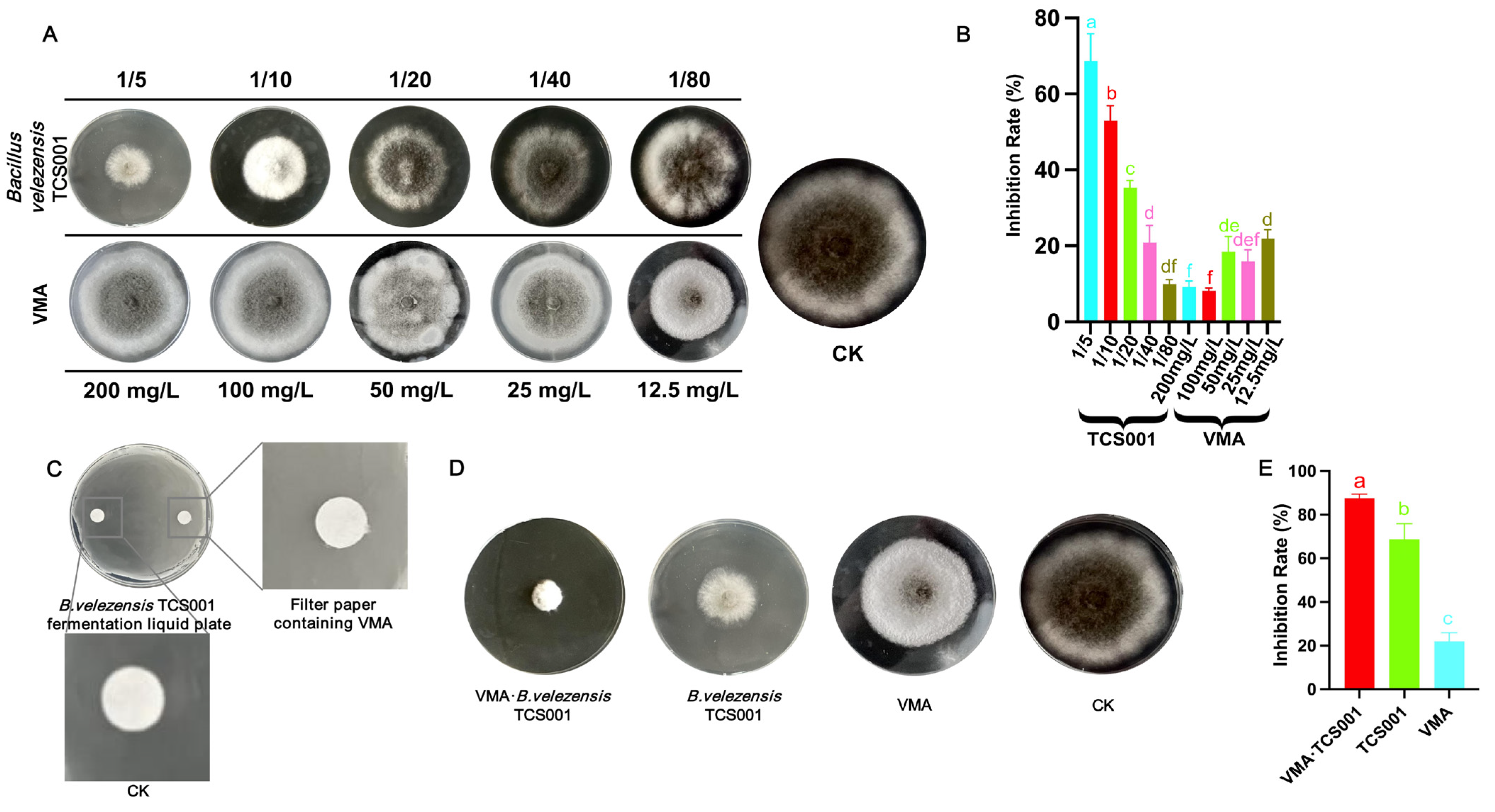 Plants 13 02743 g001