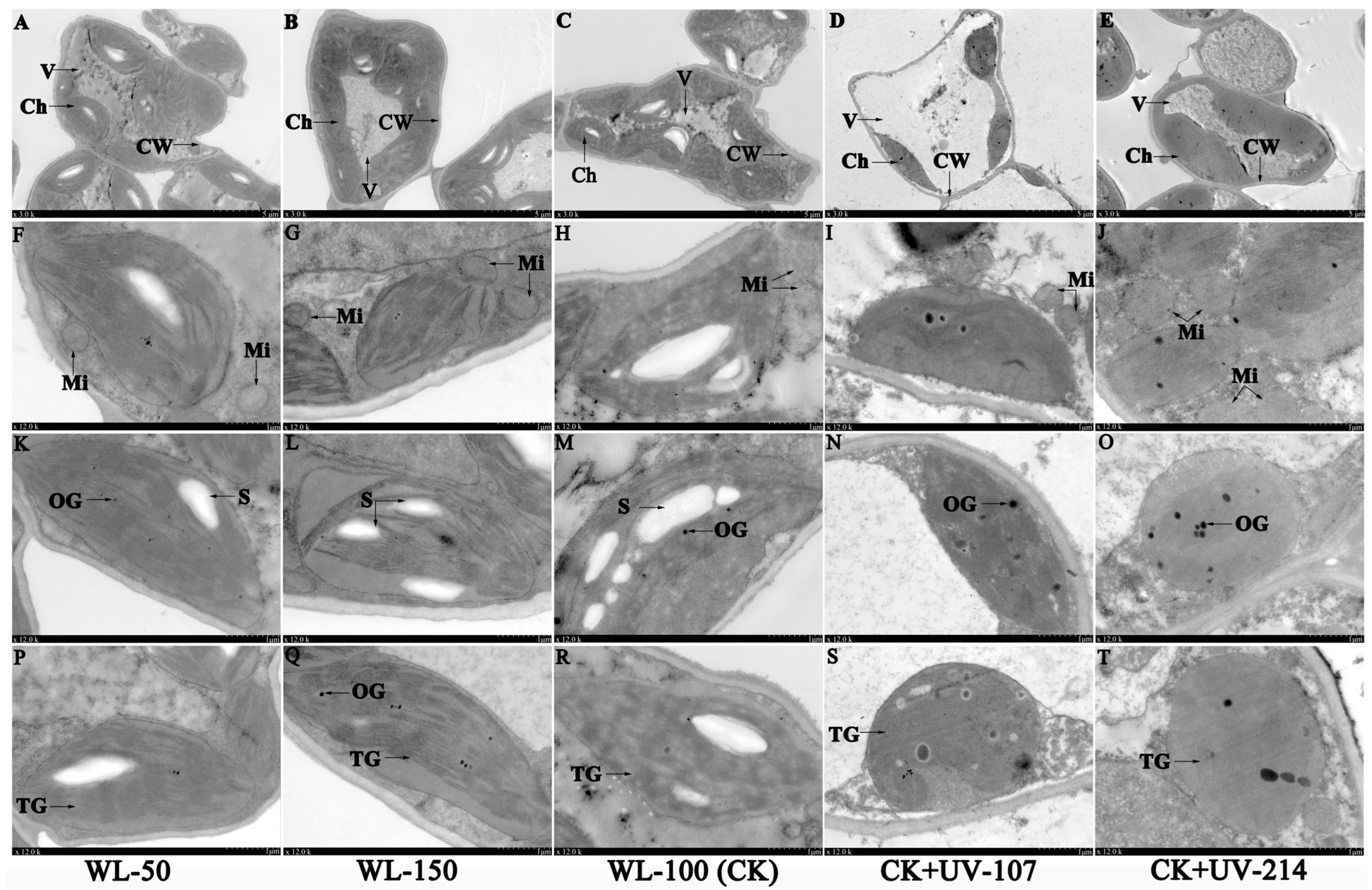 Plants 13 02744 g002 Plants 13 02744 g002