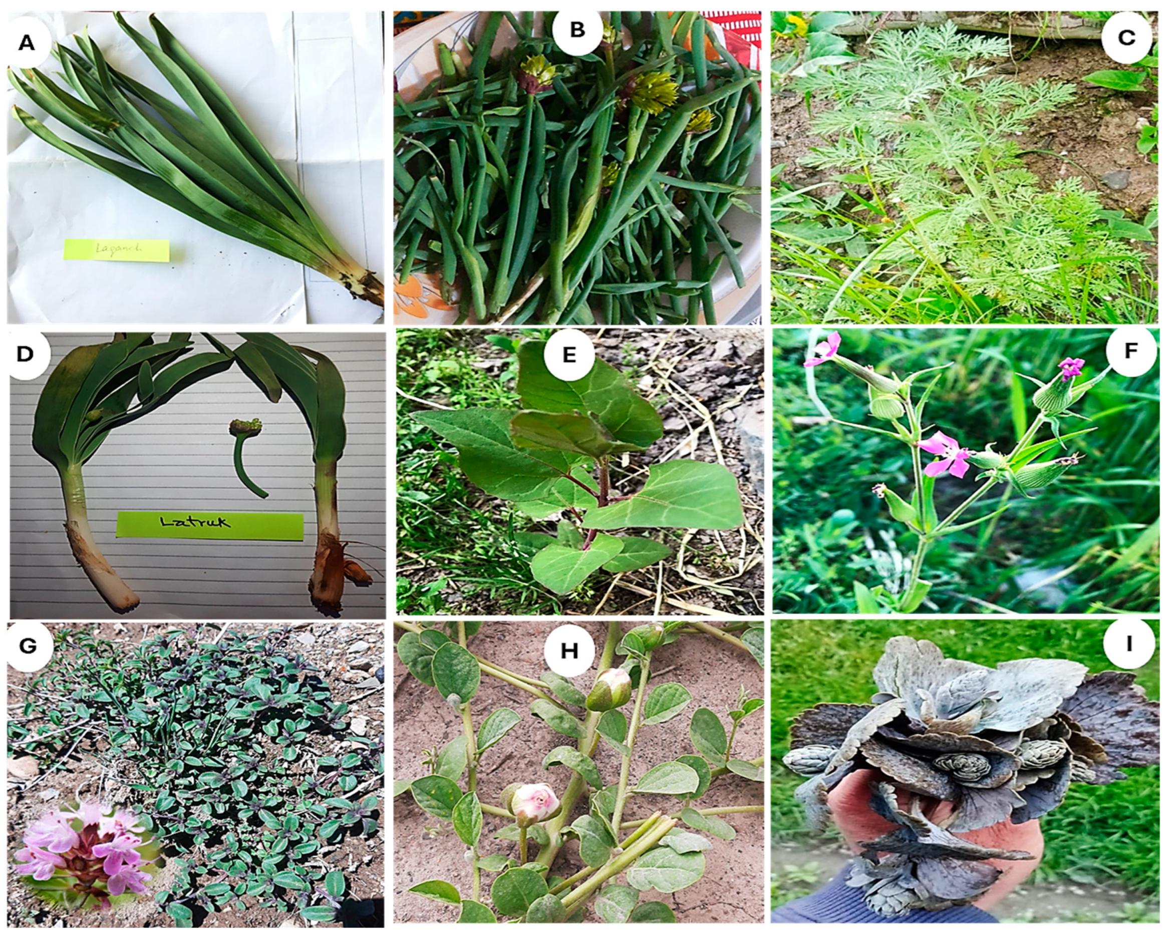 Plants 13 02747 g003 Plants 13 02747 g003