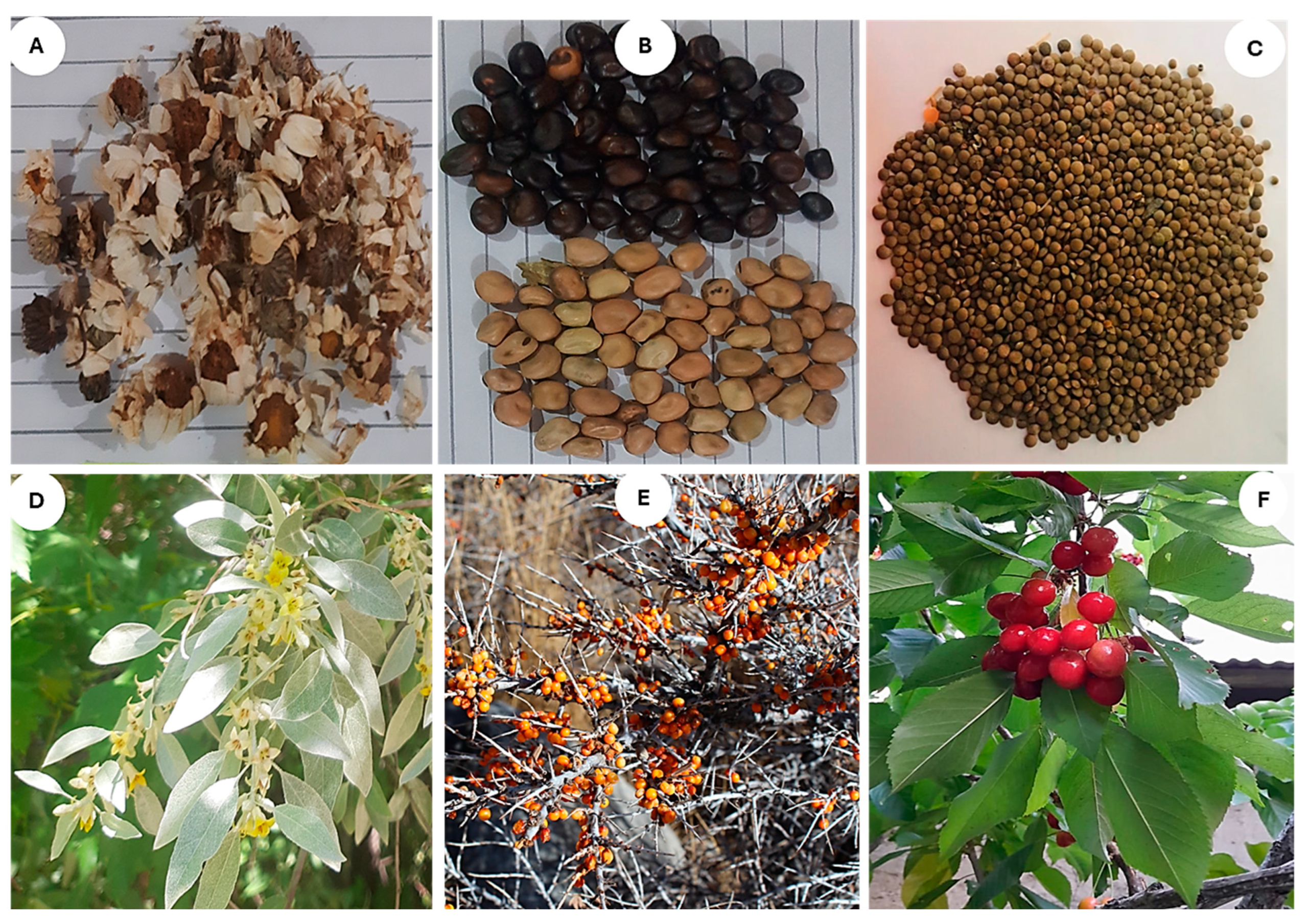 Plants 13 02747 g007 Plants 13 02747 g007