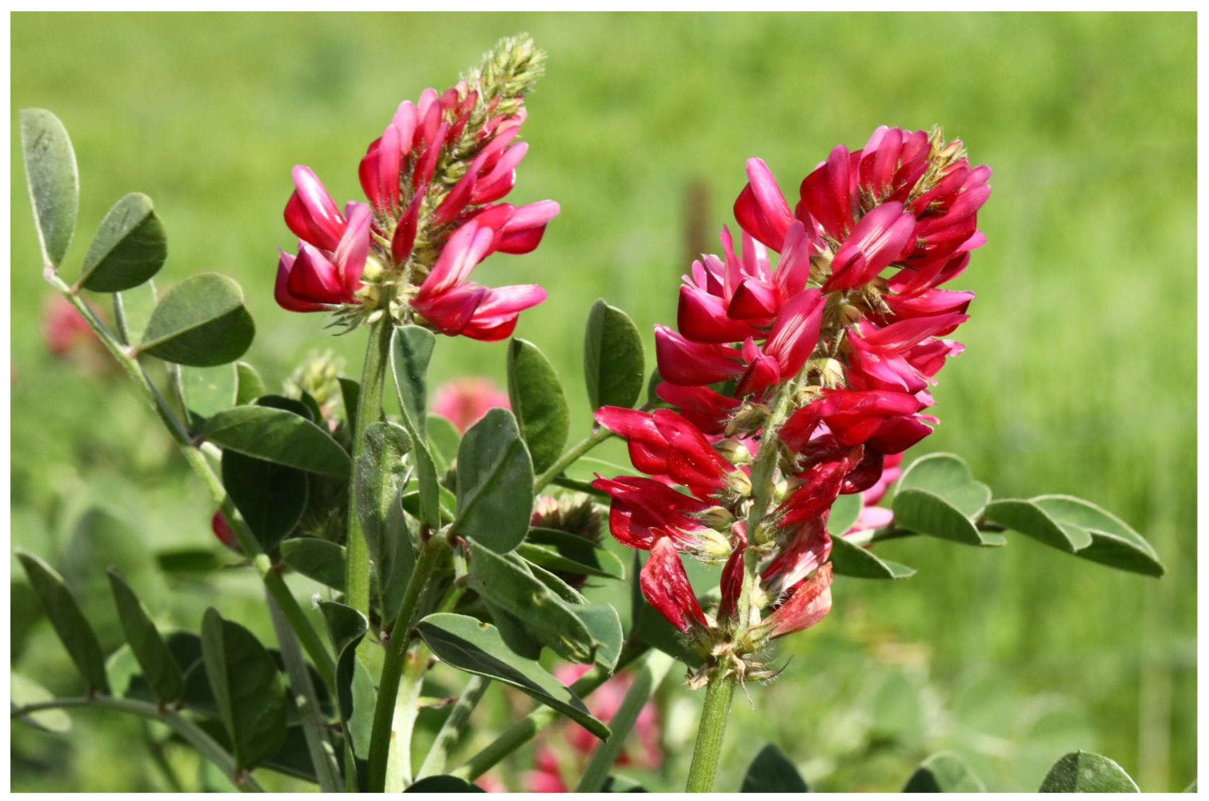 Plants 13 02748 g001