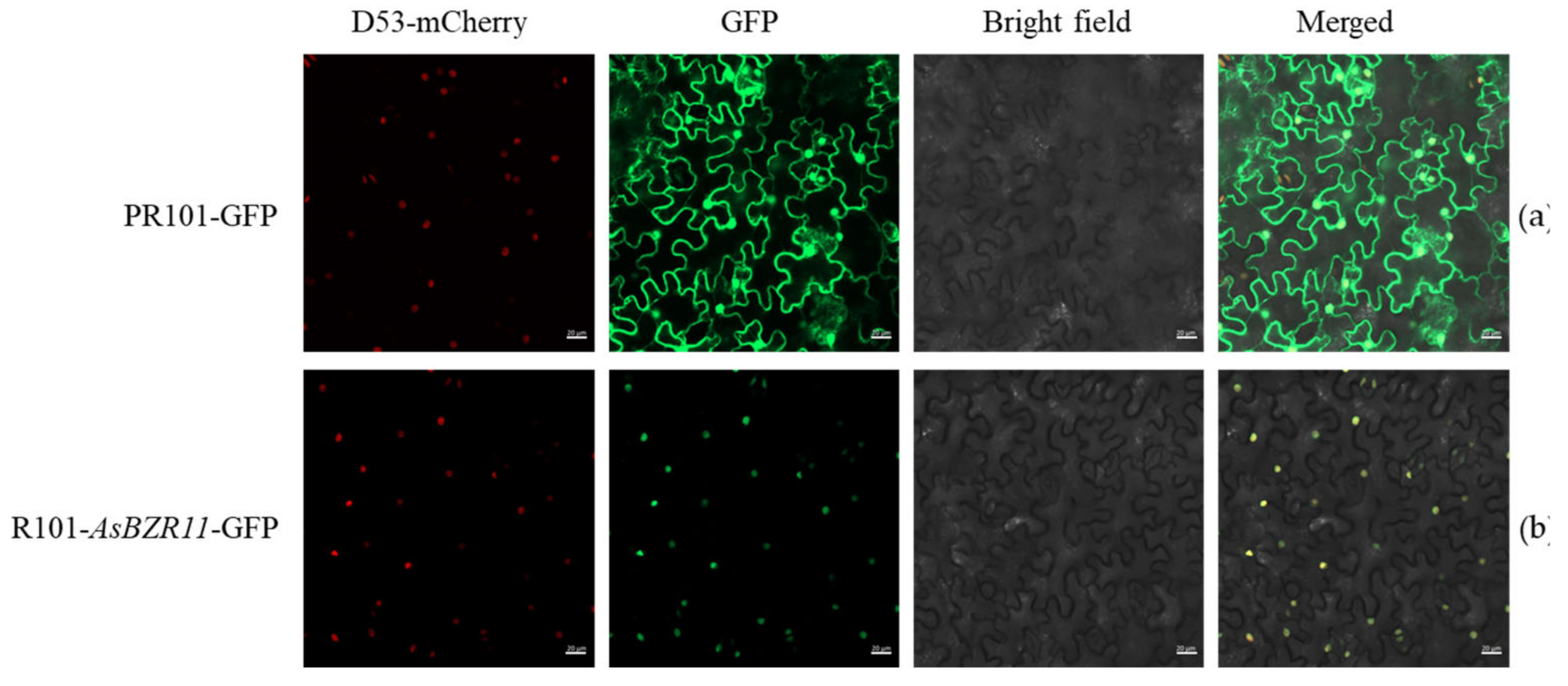 Plants 13 02749 g005