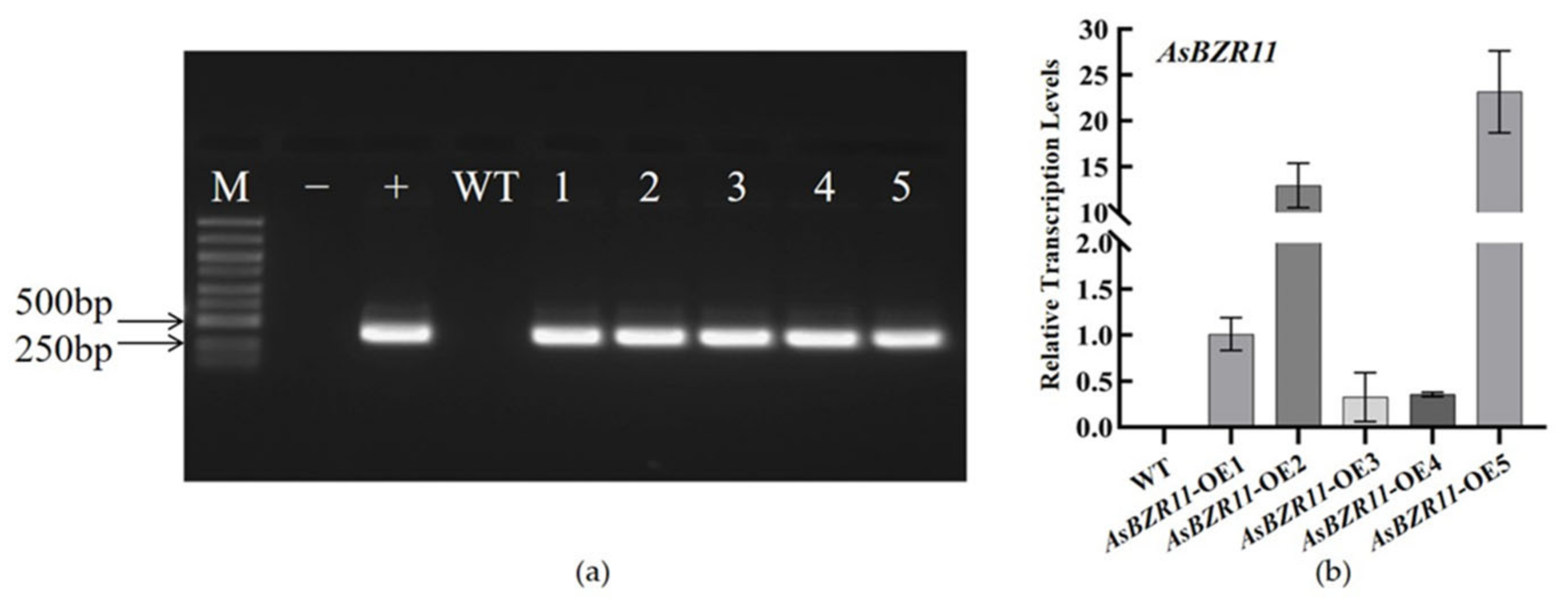 Plants 13 02749 g006