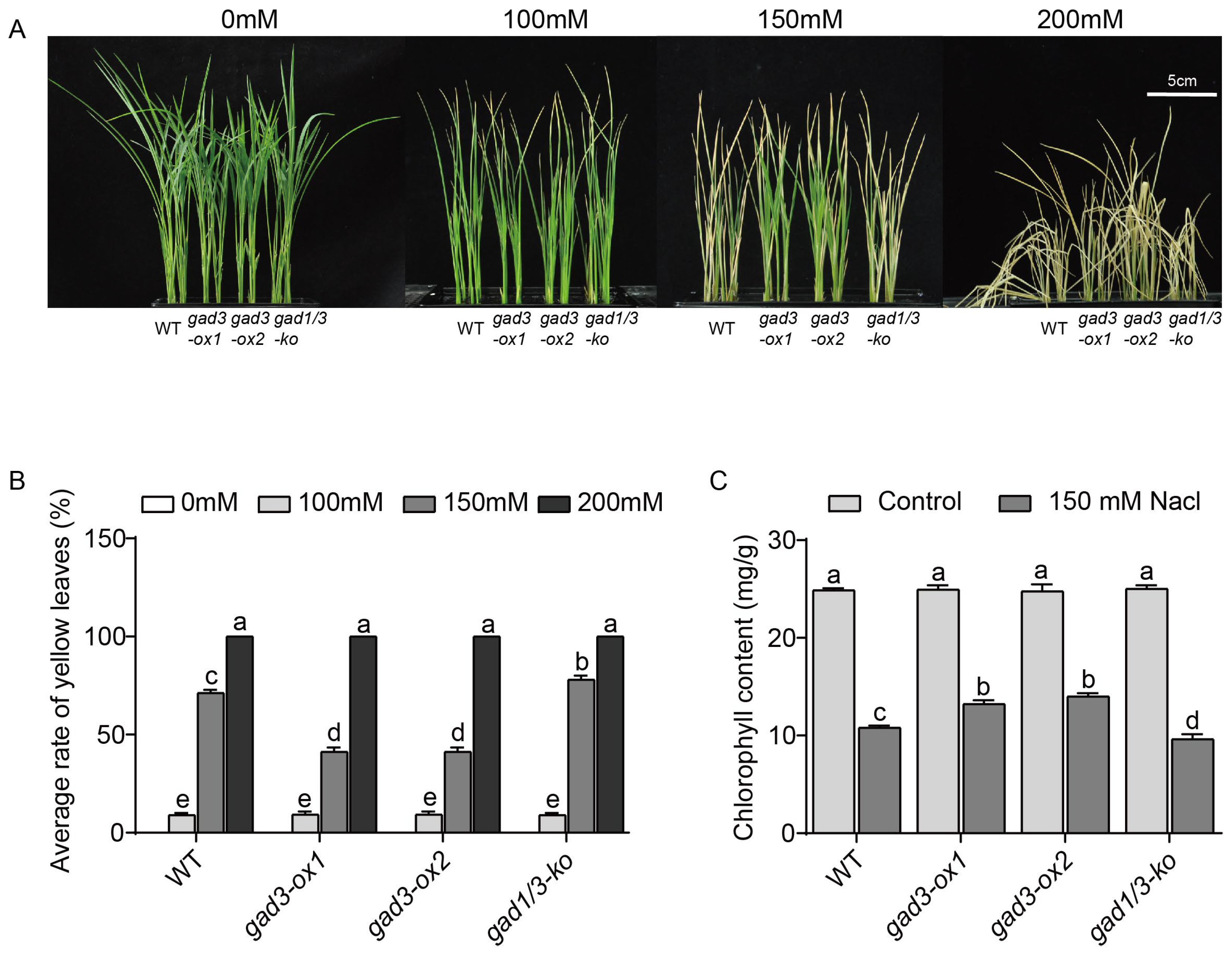 Plants 13 02750 g002