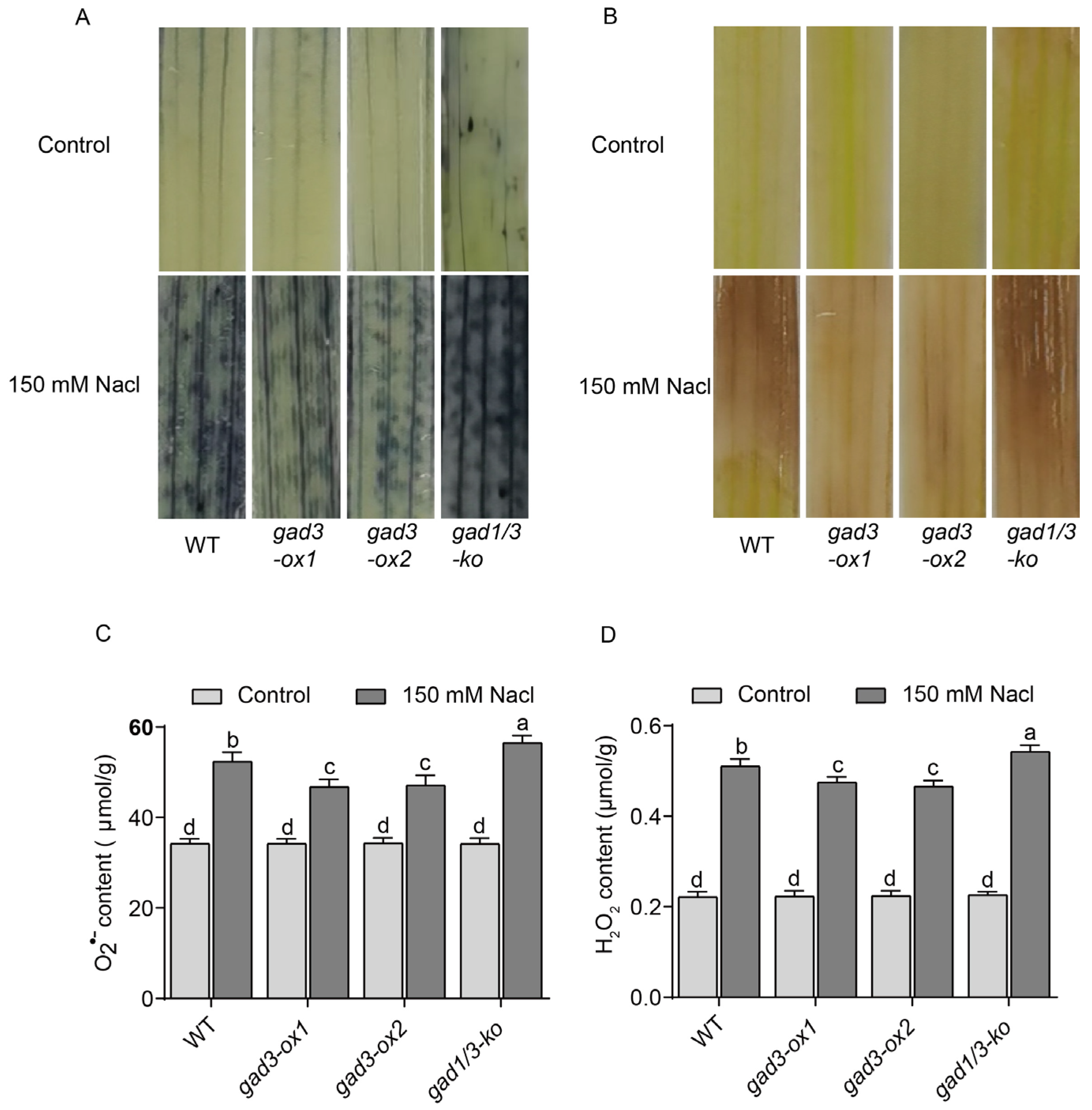 Plants 13 02750 g005