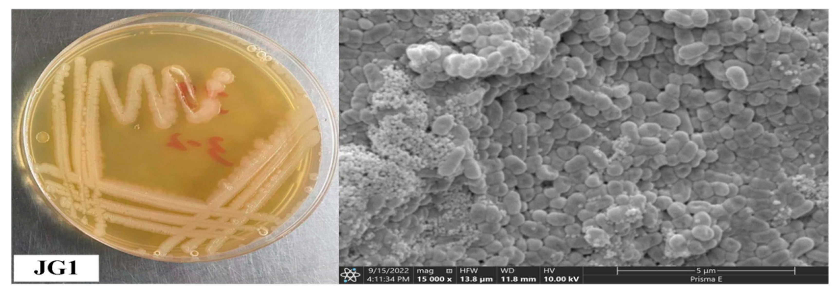 Plants 13 02755 g007