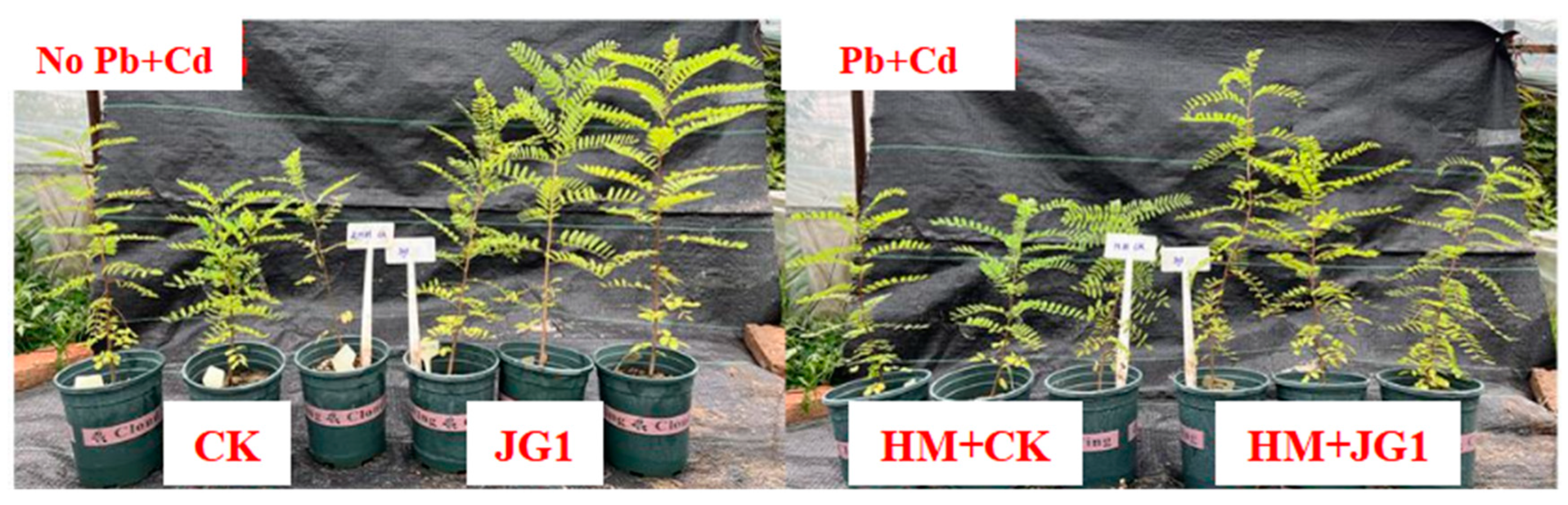 Plants 13 02755 g008