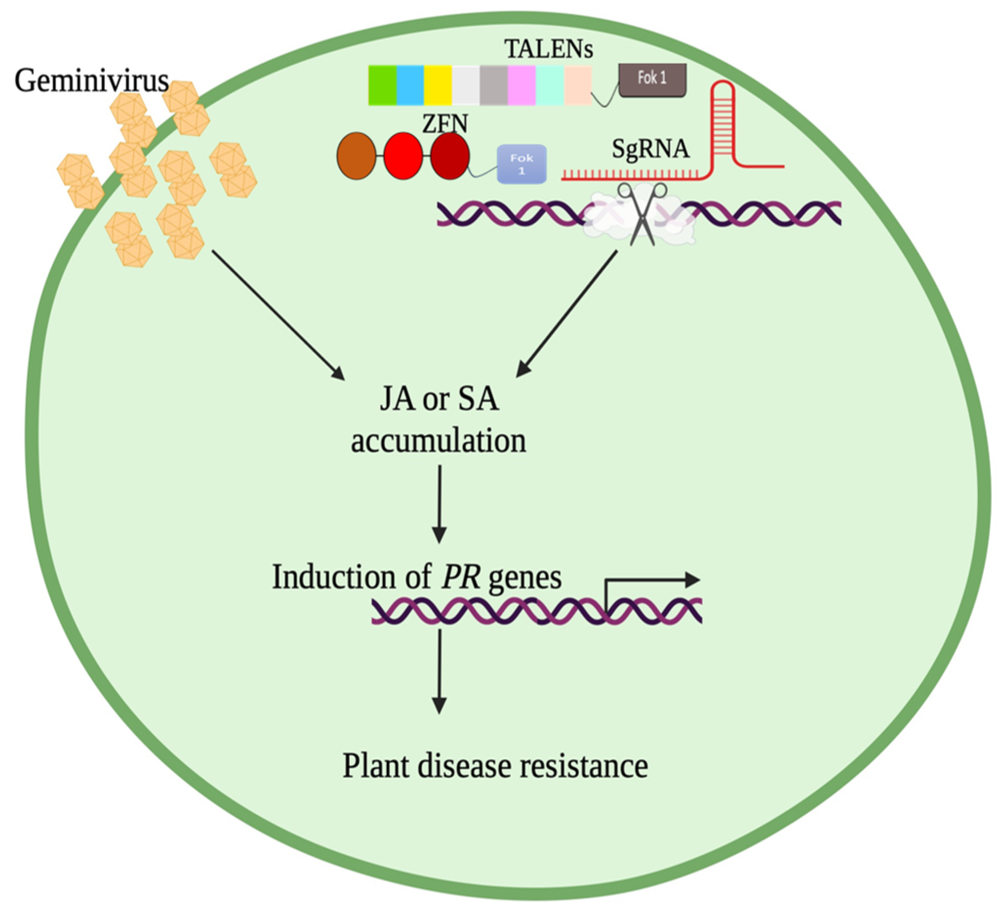 Plants 13 02768 g003