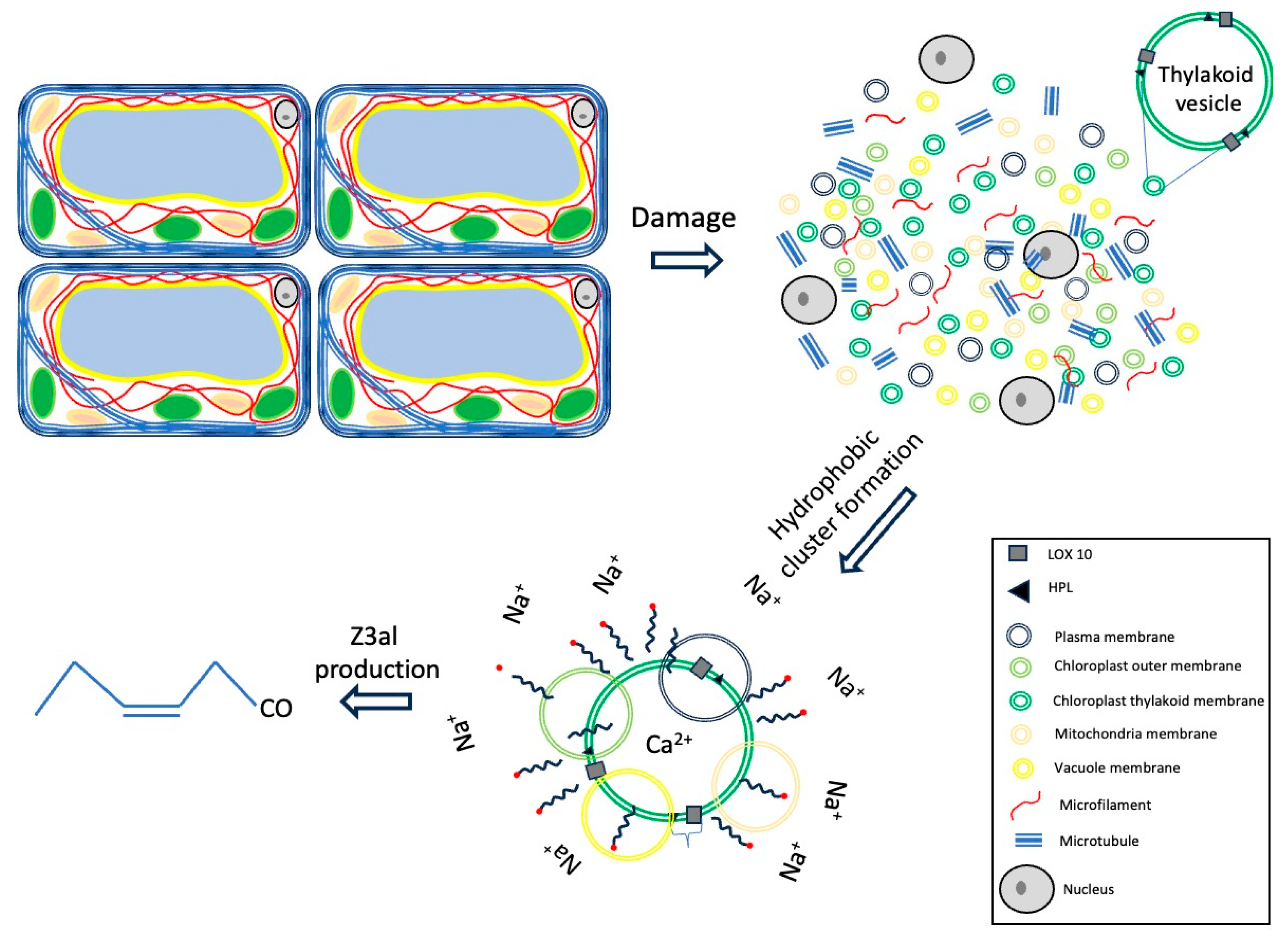 Plants 13 02772 g006