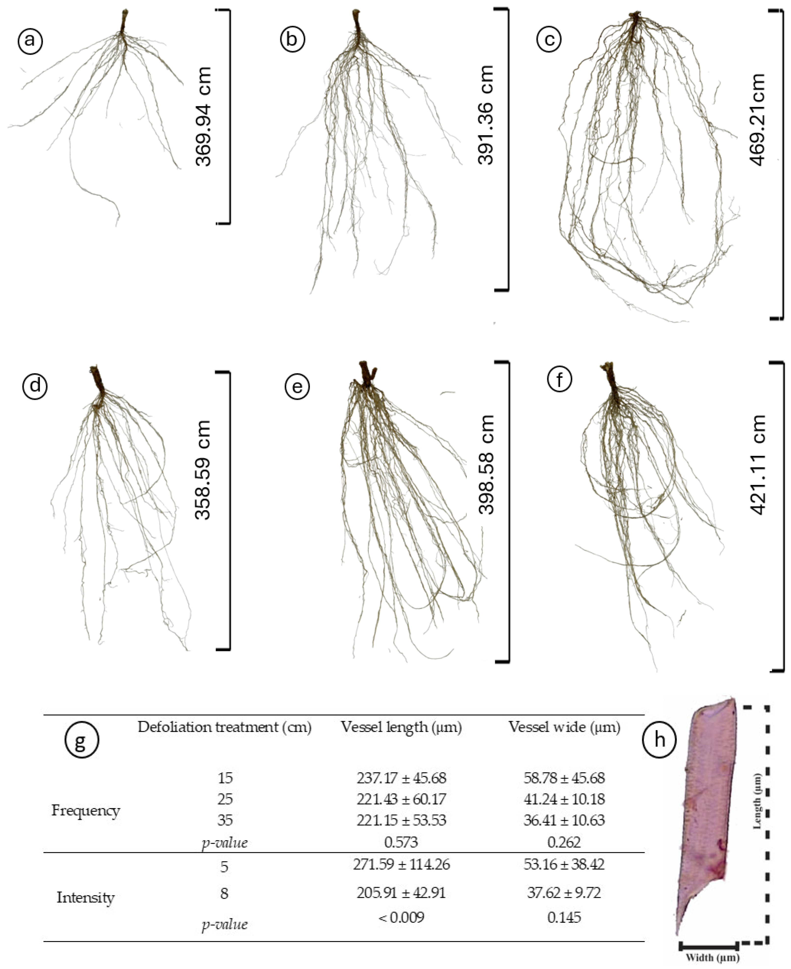 Plants 13 02773 g003