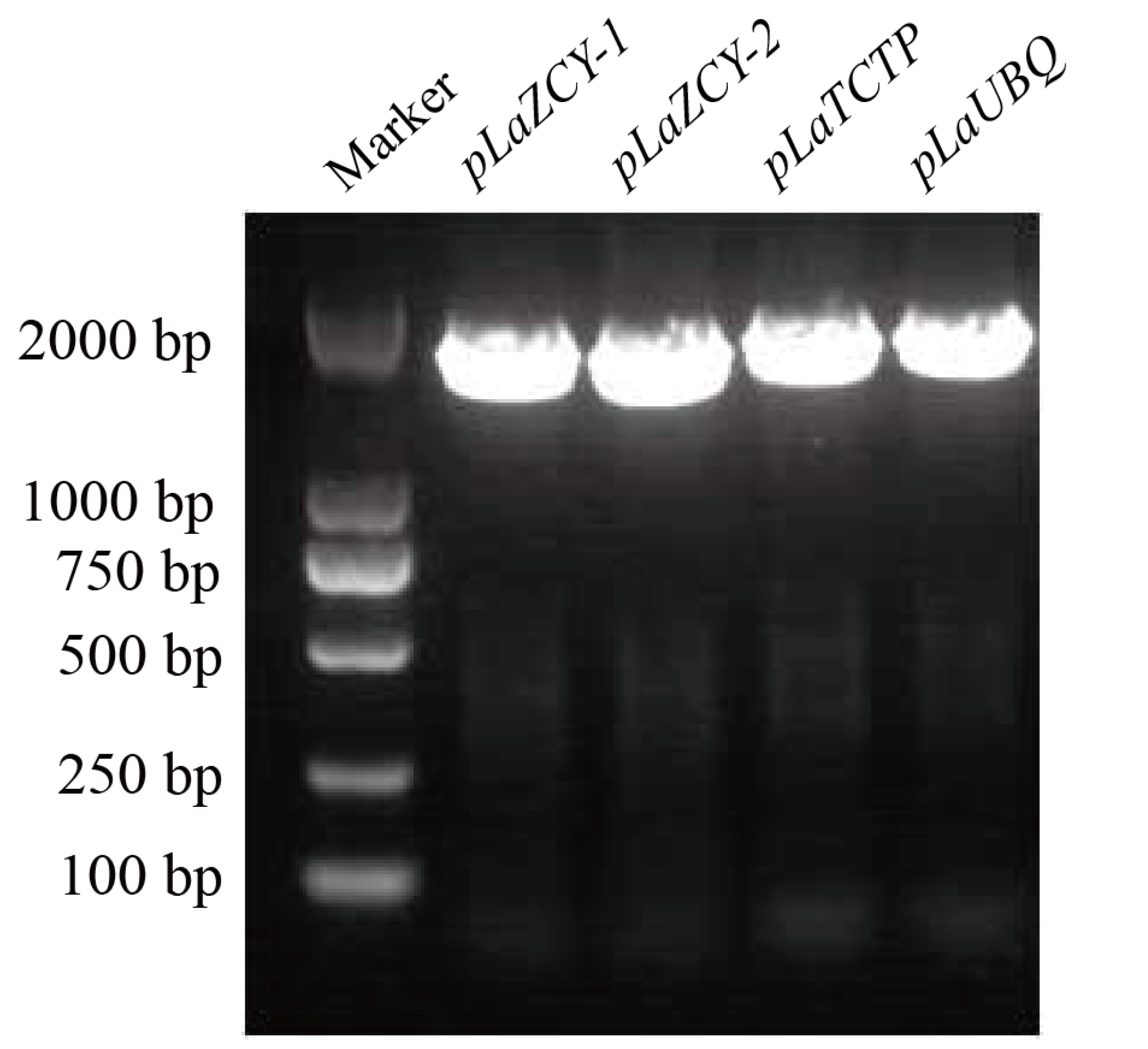 Plants 13 02777 g001