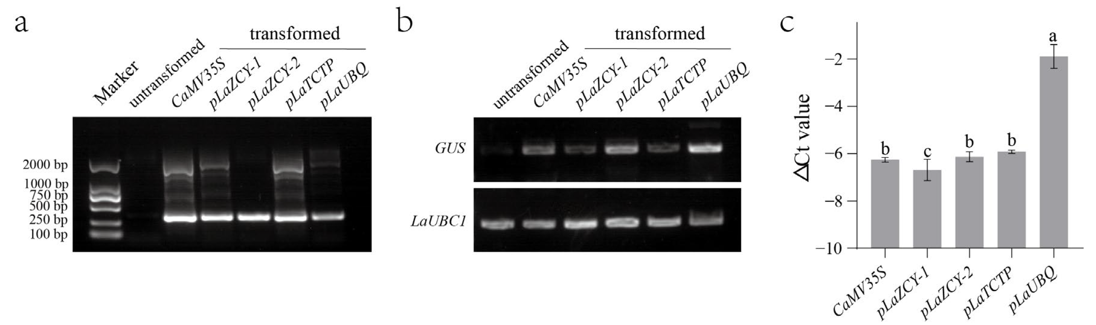 Plants 13 02777 g004