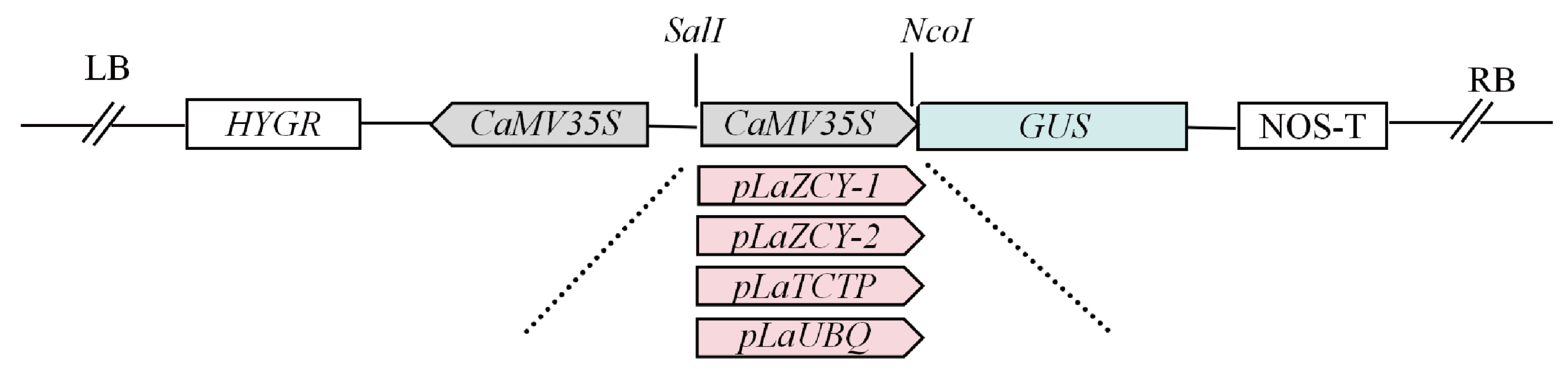 Plants 13 02777 g006