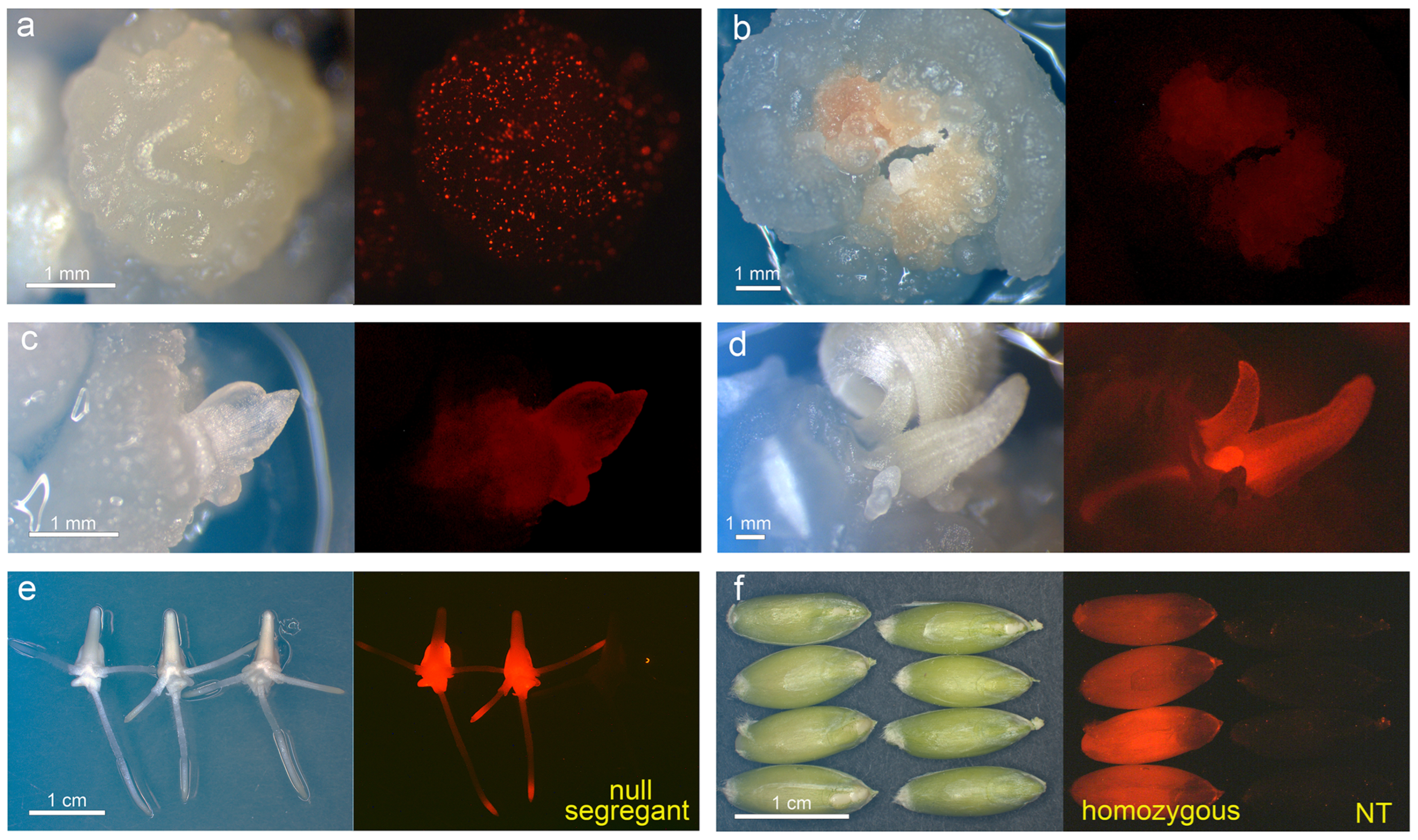 Plants 13 02781 g003