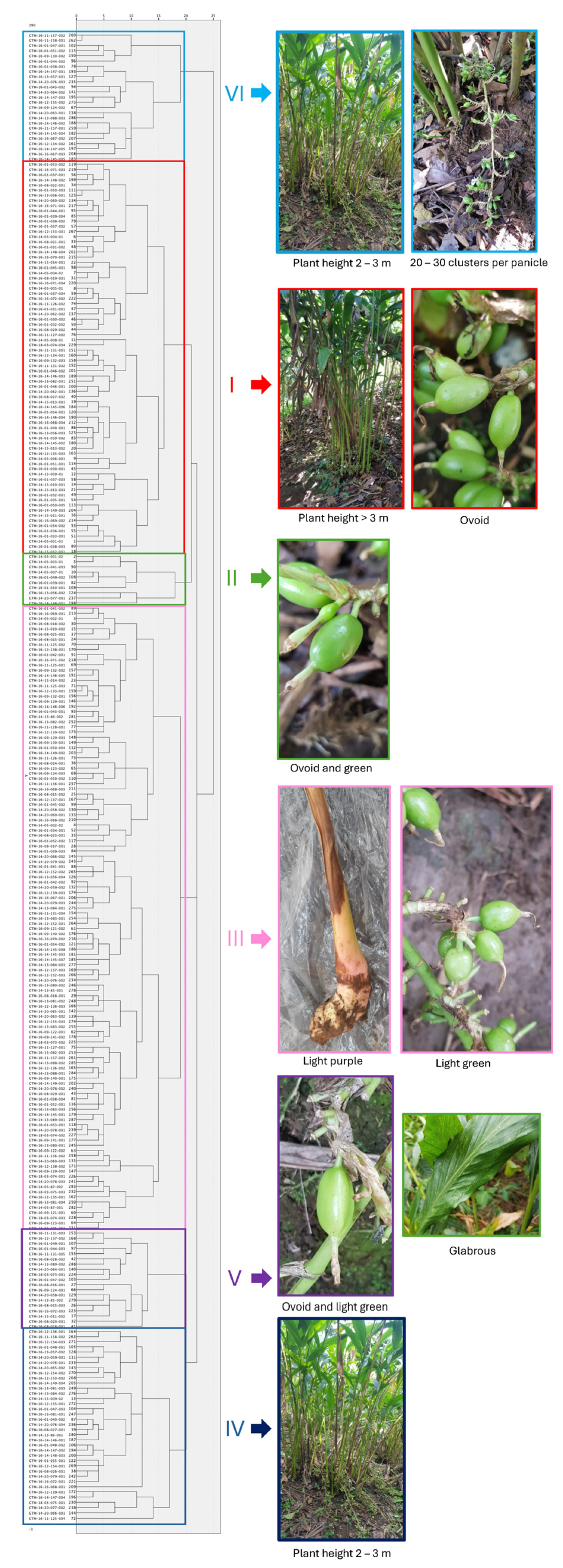 Plants 13 02786 g001 Plants 13 02786 g001
