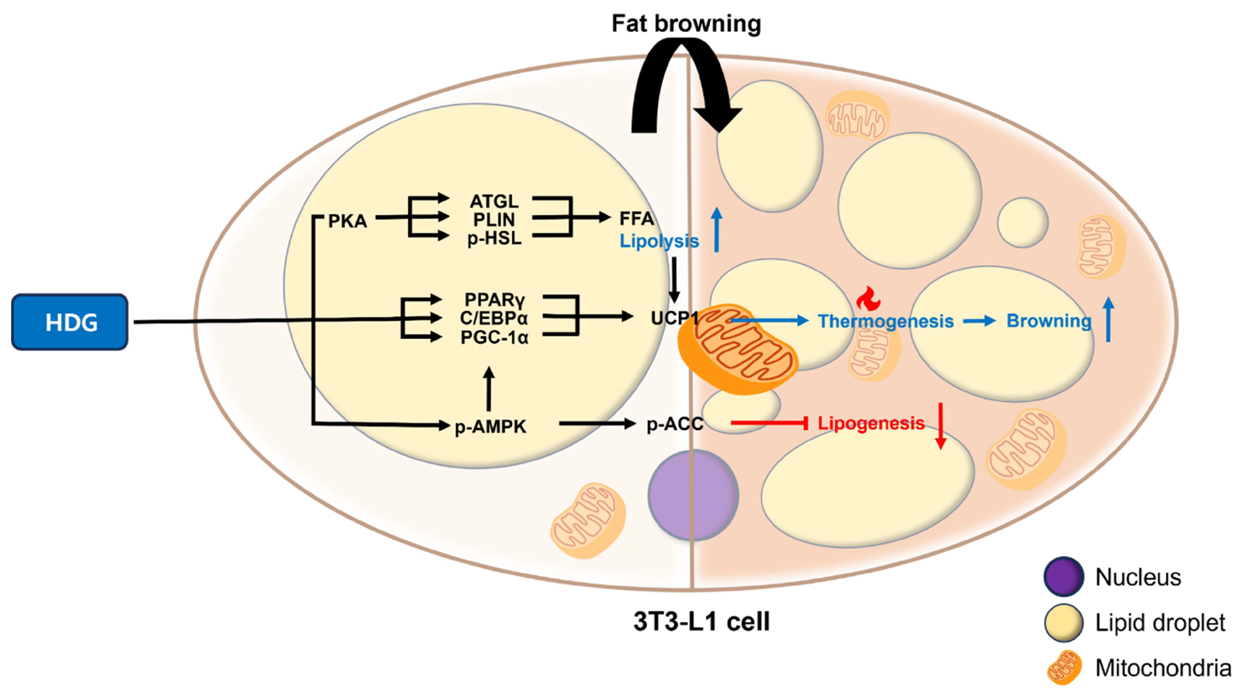 How does hederagenin affect metabolism? How does hederagenin affect metabolism?