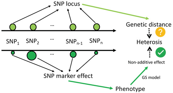 M.S‼️ Hybrid Prediction in Horticulture Crop Breeding: Progress