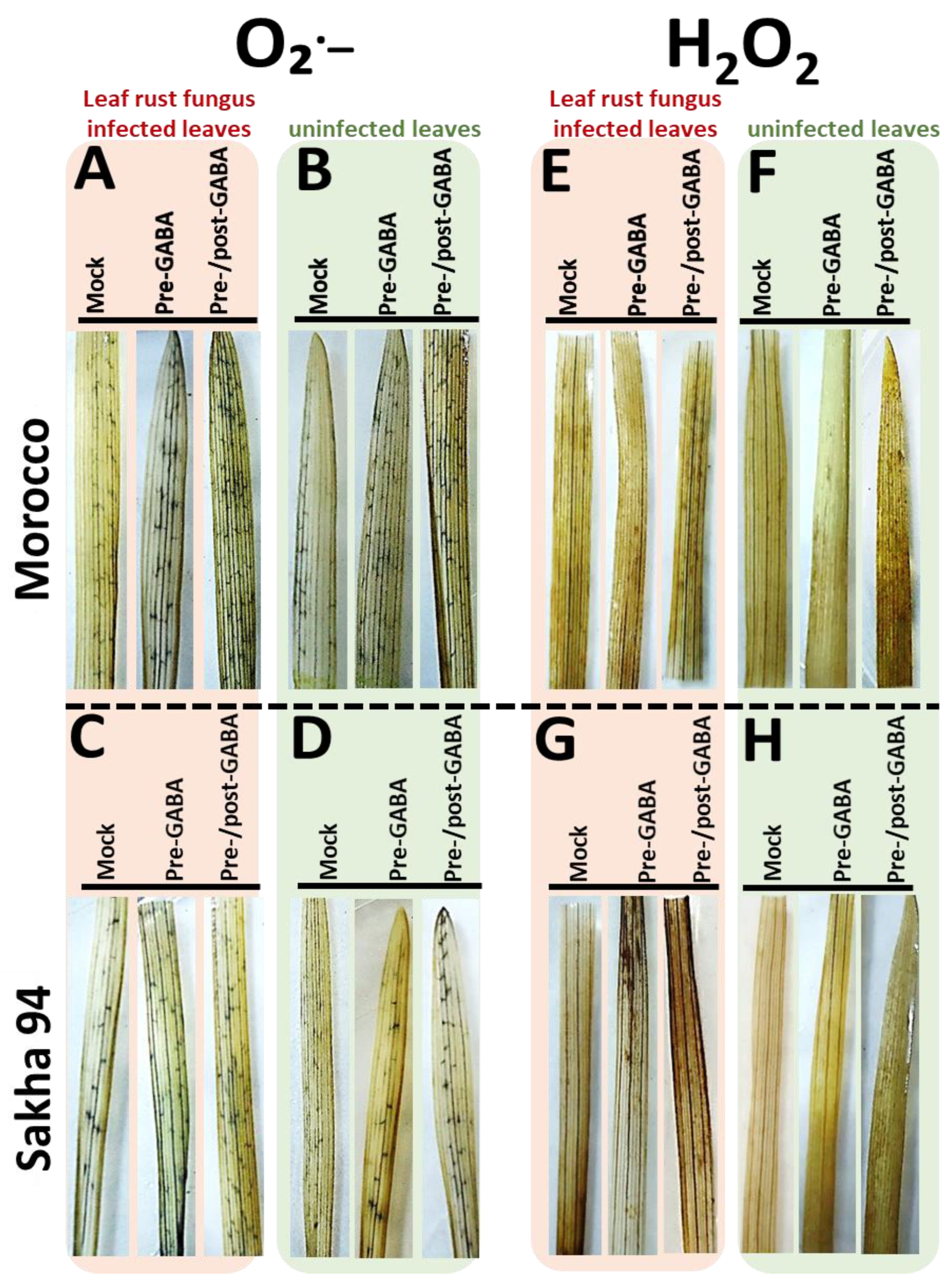 Plants 13 02792 g003 Plants 13 02792 g003