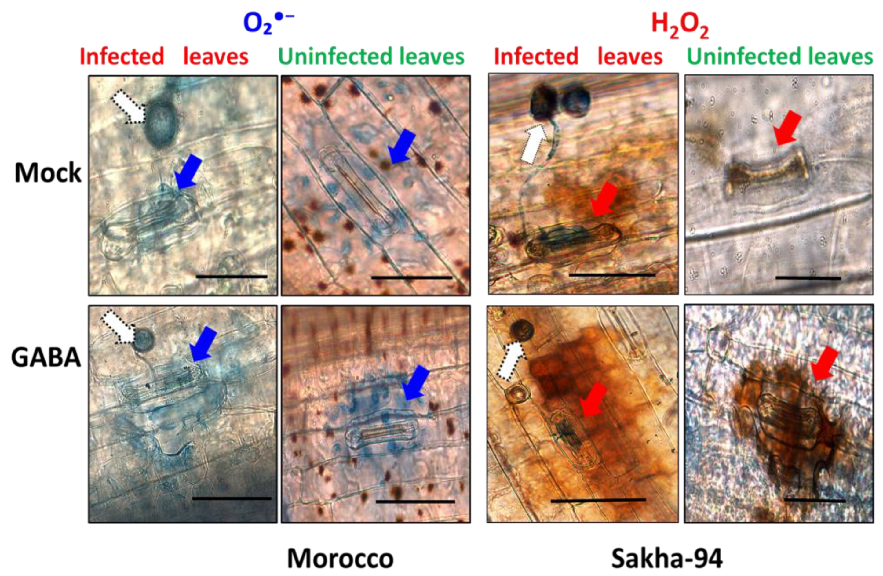 Plants 13 02792 g004 Plants 13 02792 g004